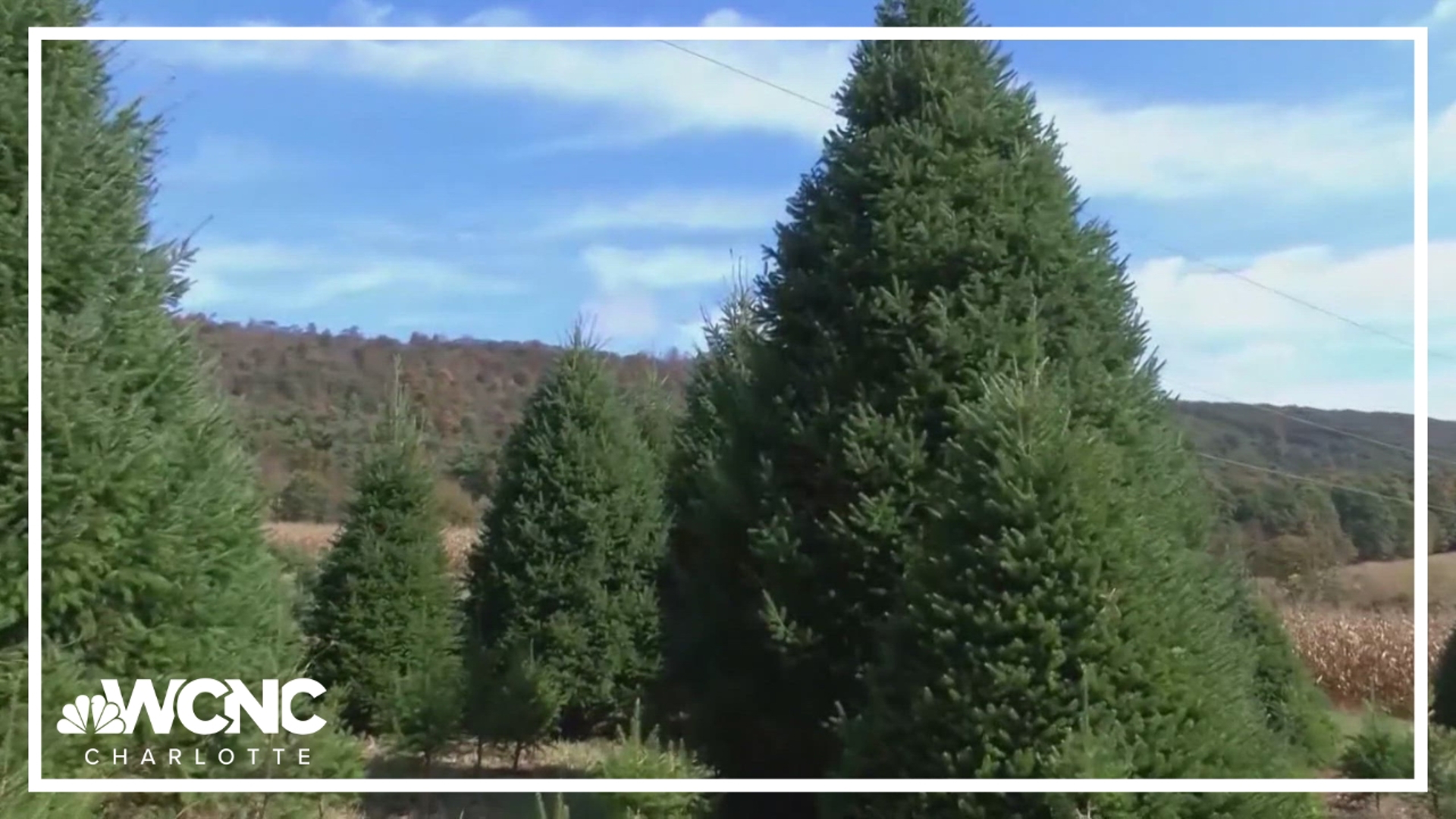 It's a tradition every year to pick a White House Christmas tree from across the country. Let's connect the dots.