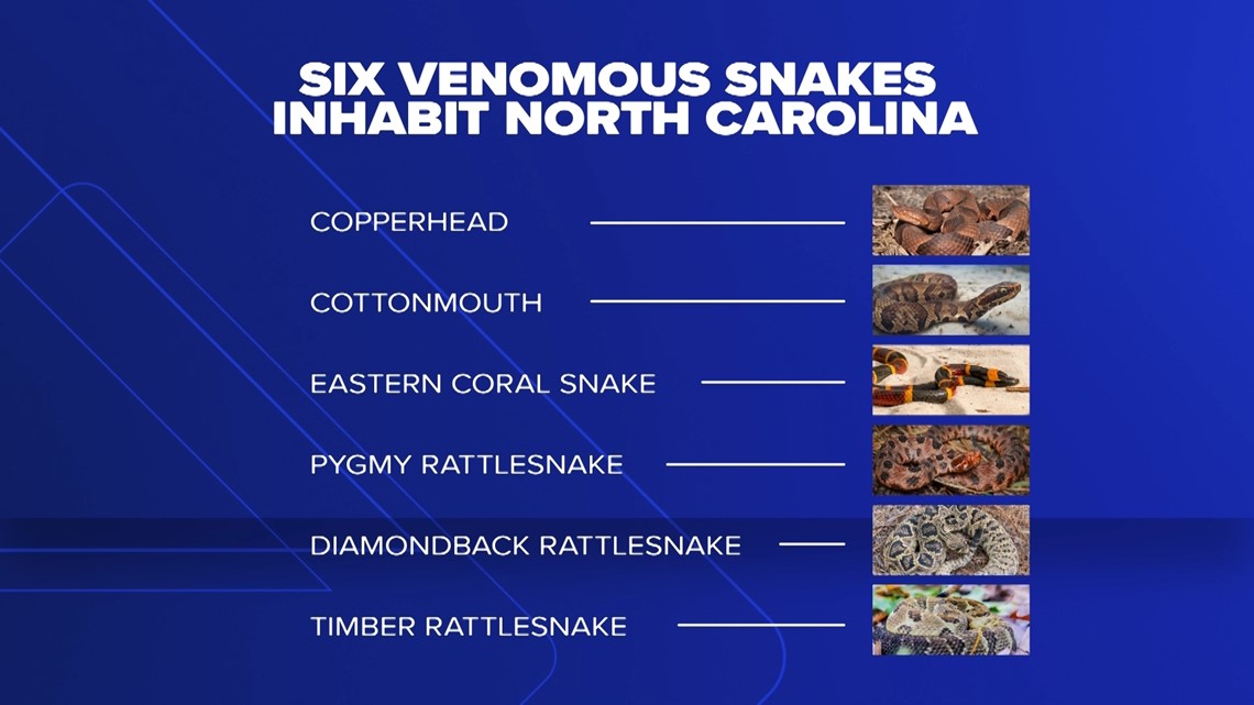 North Carolina issues warning about 'zombie snake' that tends to