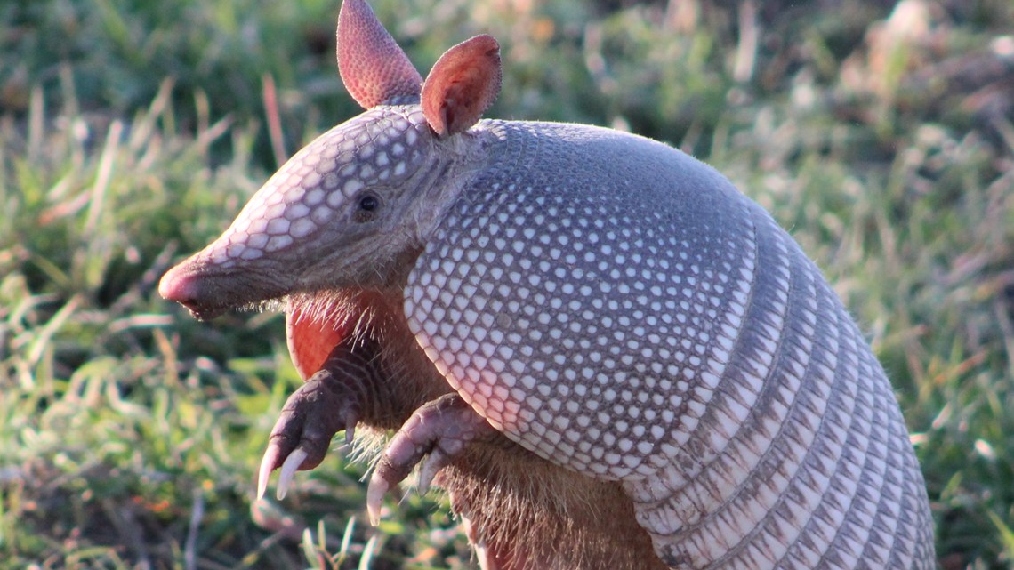 This is why armadillos are showing up across North Carolina | wcnc.com