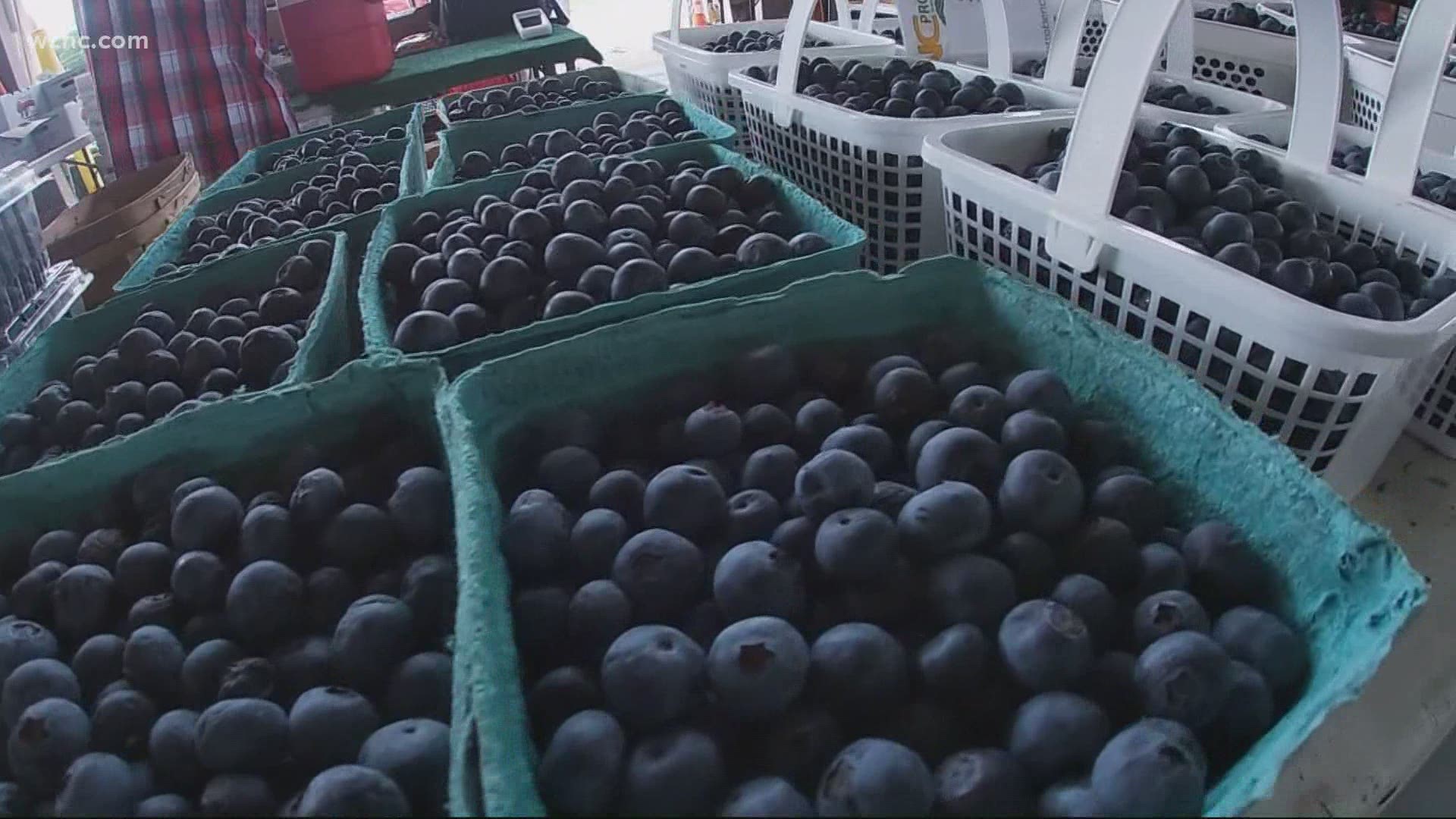 North Carolina produces 40 to 50 million pounds of blueberries each year. Half of that comes from Bladen County, where severe weather dealt a blow to farmers.