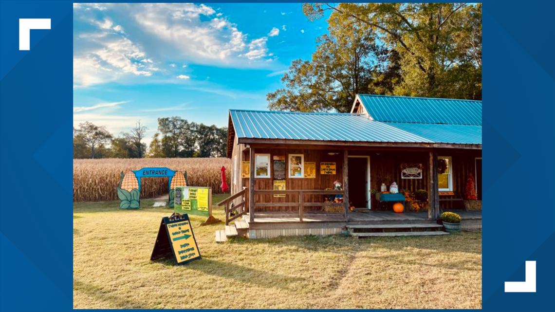 Fall traditions are back, add corn maze to your to-do list - Vimarsana News