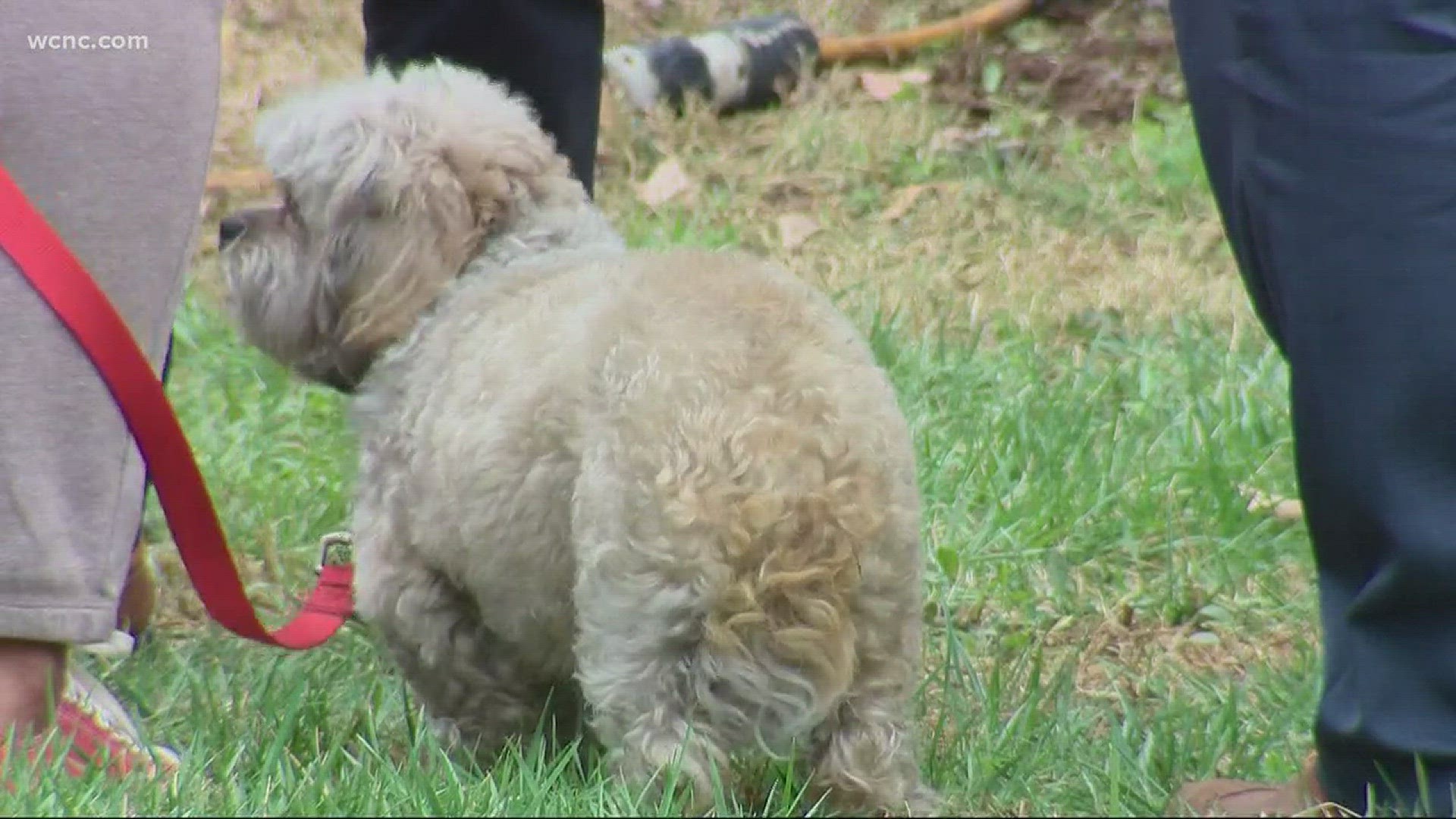 Dog rescued from house fire in east Charlotte