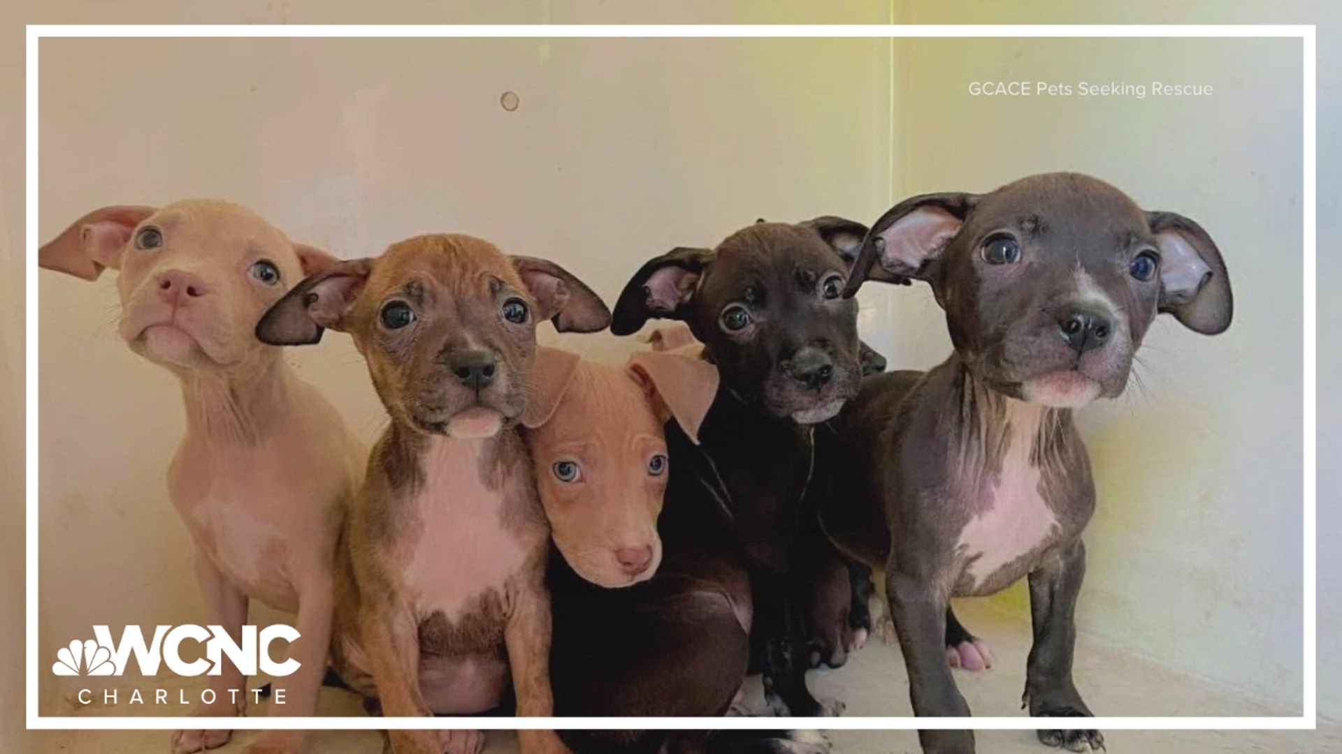 The animal shelter needs help sheltering eight puppies that were recently found, all having had their first vaccines and flea medicine.