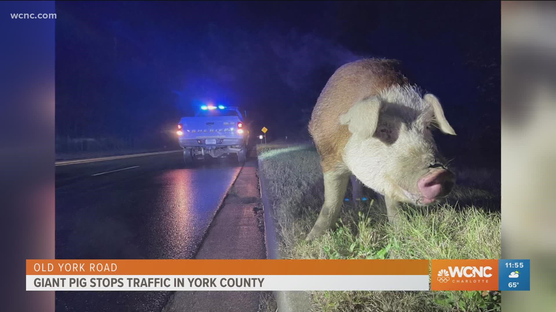 Two lanes of Old York Road were shut down for hours while crews tried to wrangle a loose pig.