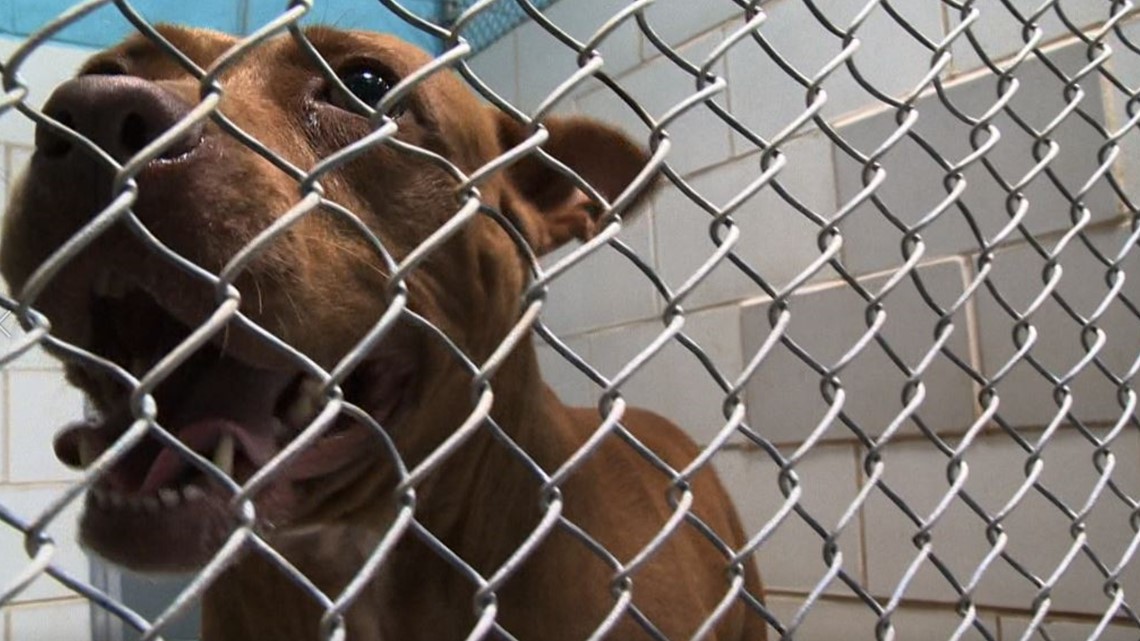 CMPD halting dog owner surrenders at shelter