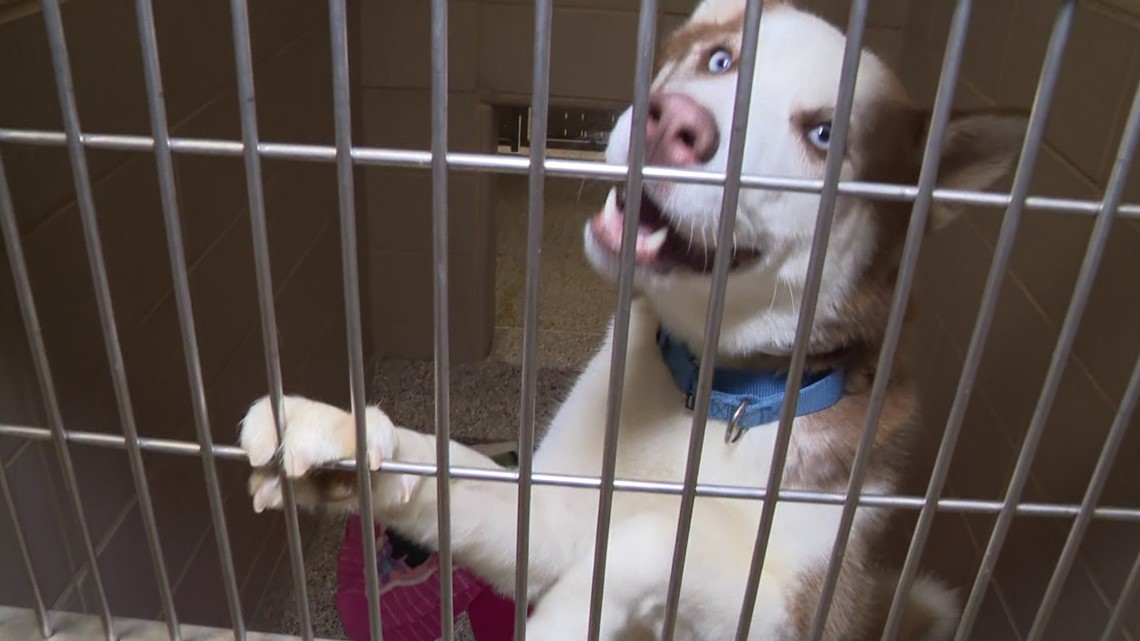 Gaston County Animal Care and Enforcement seeks Secret Santas