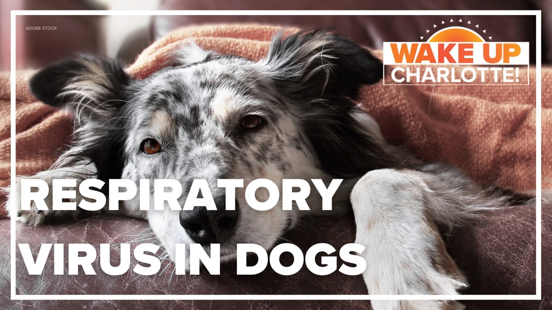 Respiratory Virus Causing Charlotte Doggy Daycares To Close Wcnc