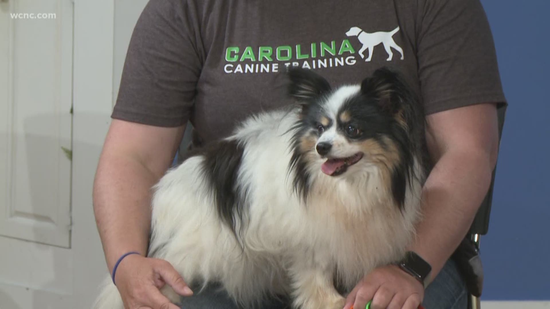 Often pets are lost on July 4th than any other day of the year. Liz Stamey from Carolina Canine Training
explains how you can make sure your pet isn't one of them and how to comfort your dog if they have anxiety from all the noise.