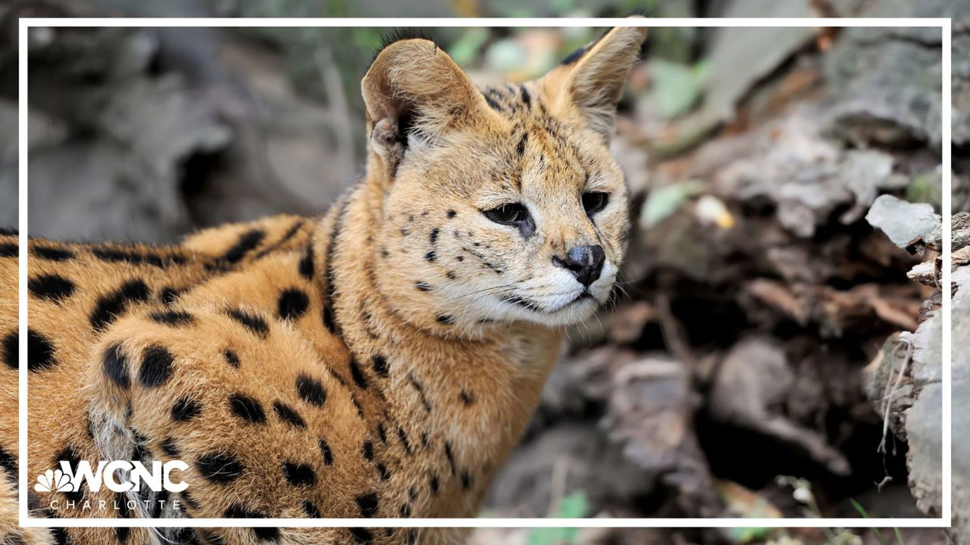 Chester County officials said the serval was found after it roamed the community for over 24 hours following a house fire.