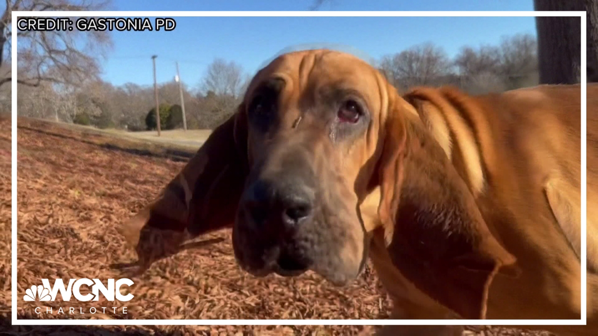 This four-legged phenom is getting the national spotlight!