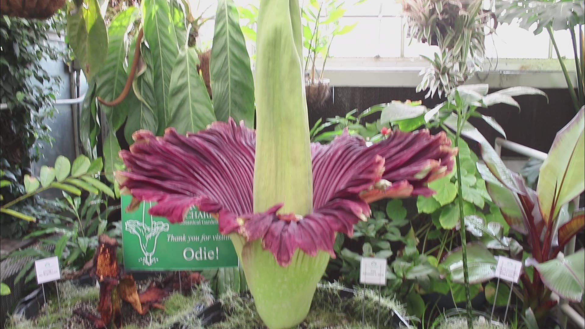 Odie the corpse flower in bloom at UNC Charlotte