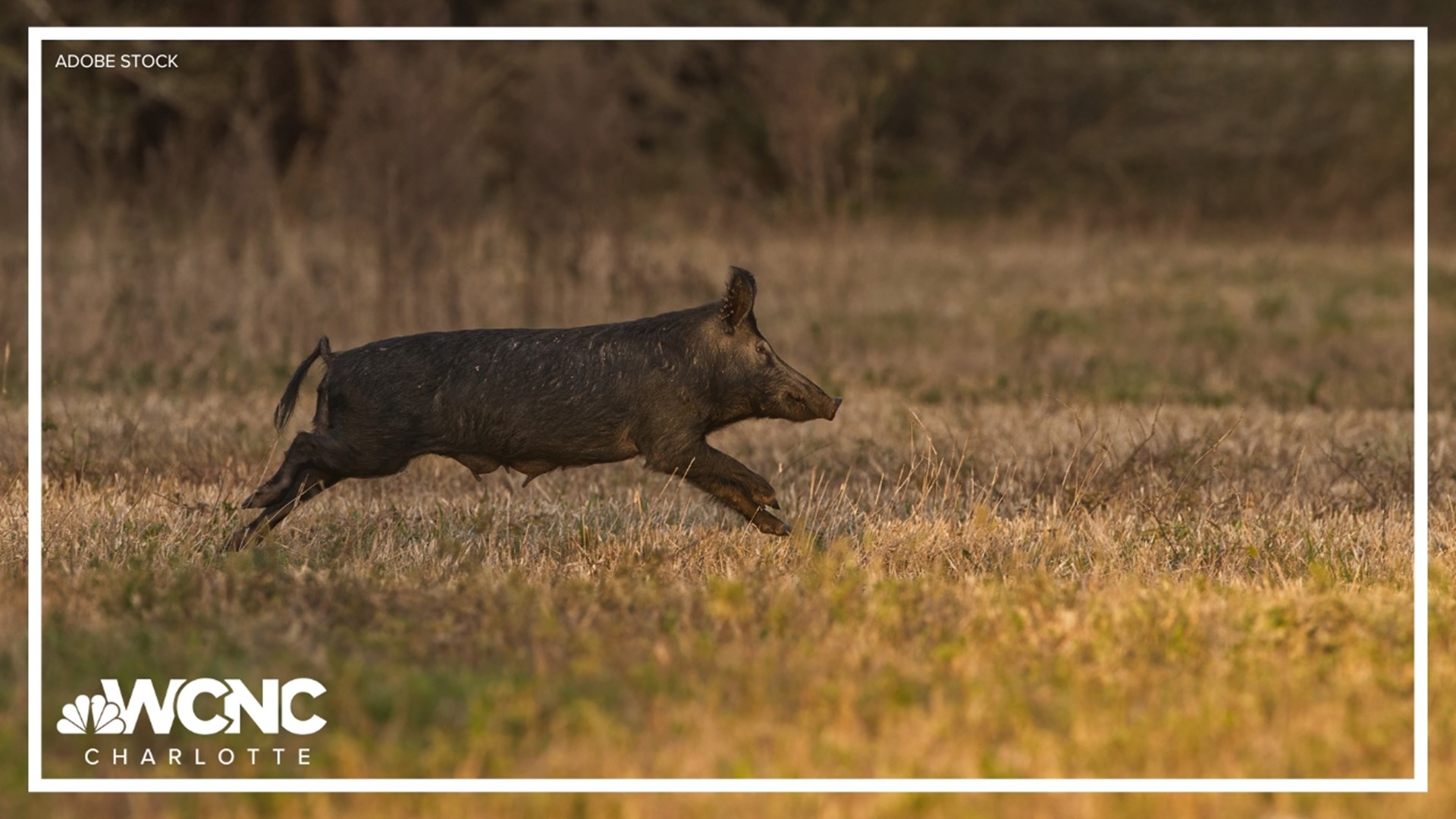 Wild hogs have been in South Carolina since the 1500s.