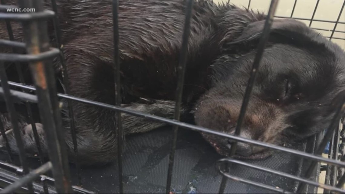 More Than 80 Animals Seized From OBX Home - Vimarsana News