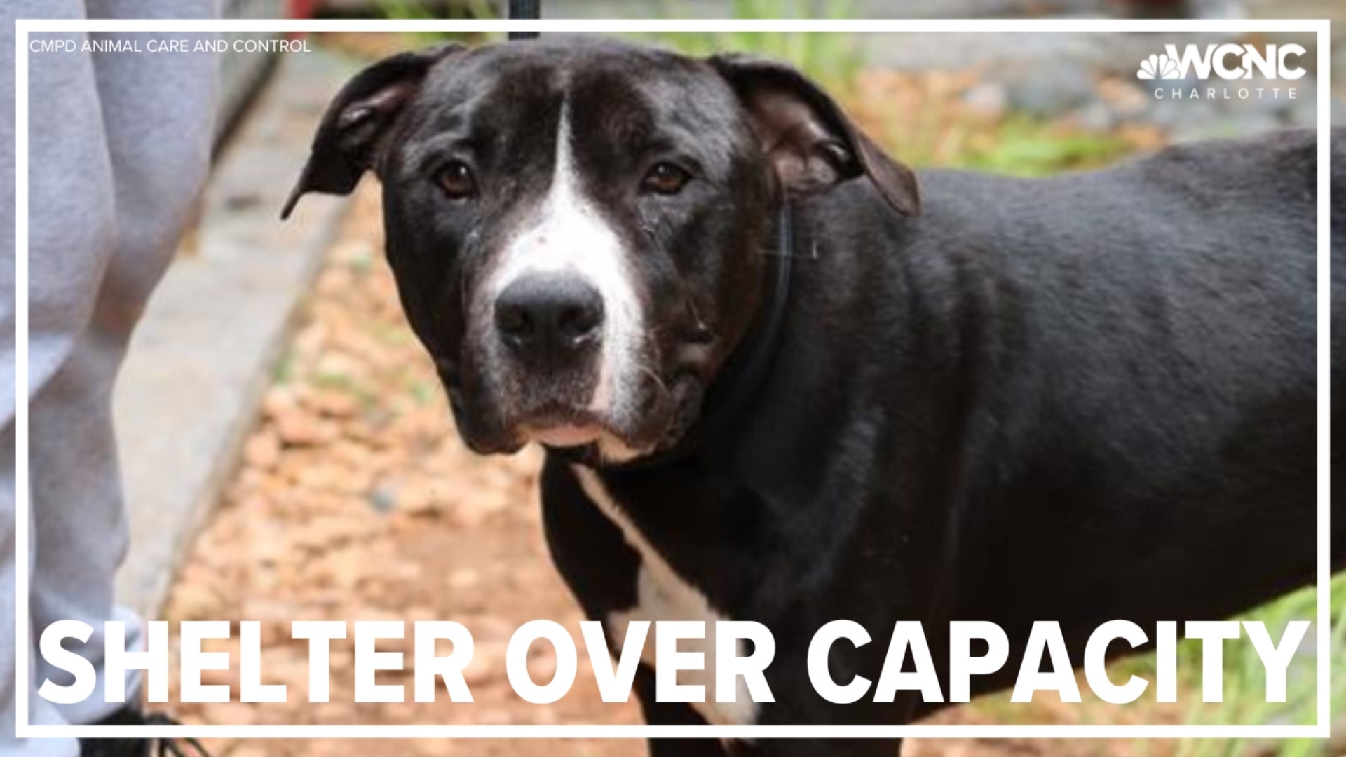 CMPD Animal Care and Control is still in need of adopters, fosters and 'staycationers.'
