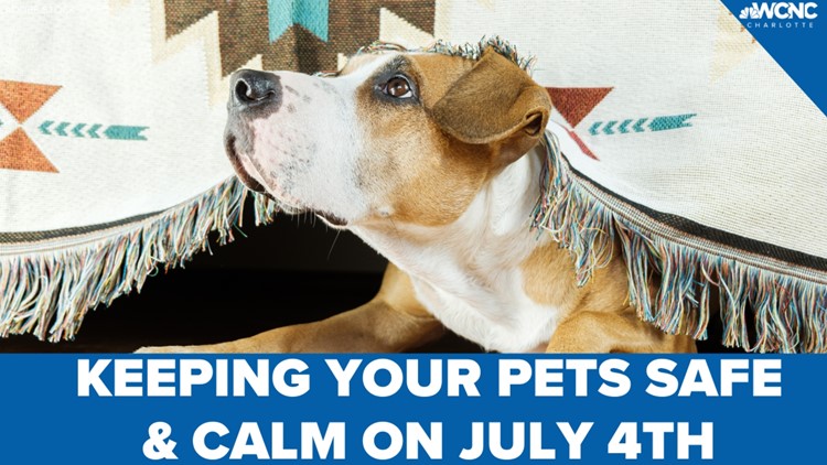 Keeping your pets safe and calm this July 4th