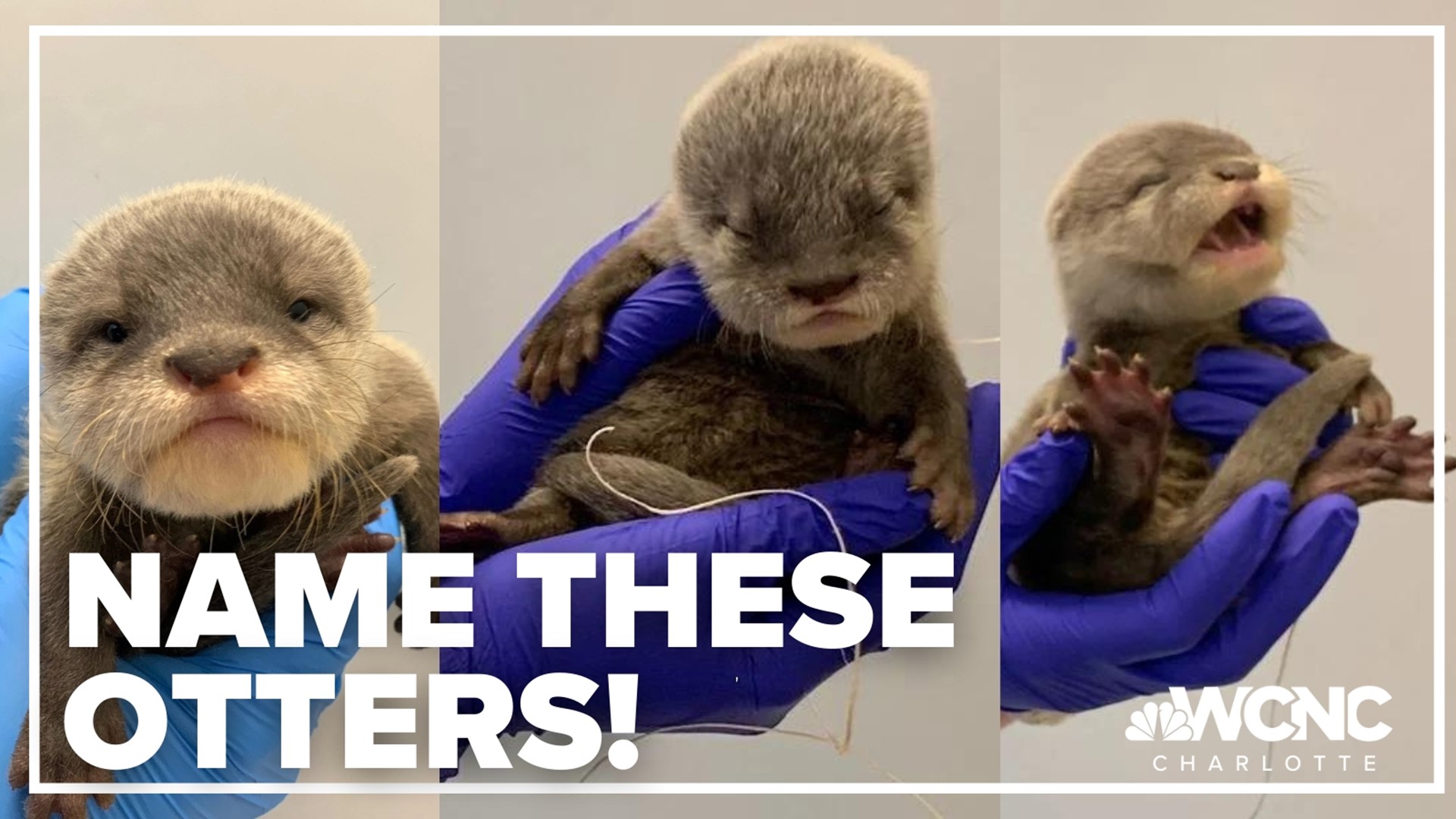 North Carolina Aquariums is inviting the public to help name its two newest otter pups.
