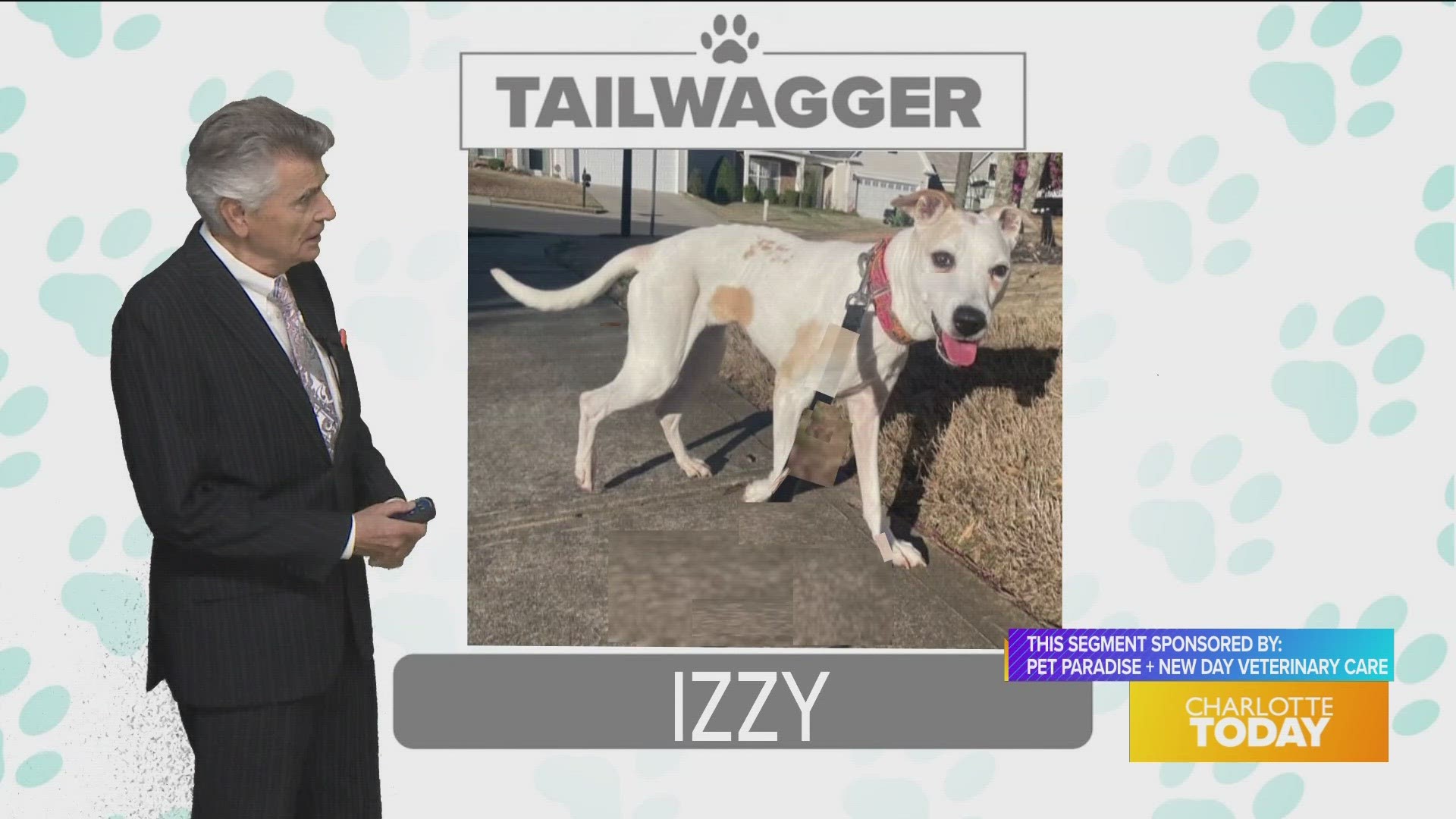Adopt Izzy today from Animal Care and Control
