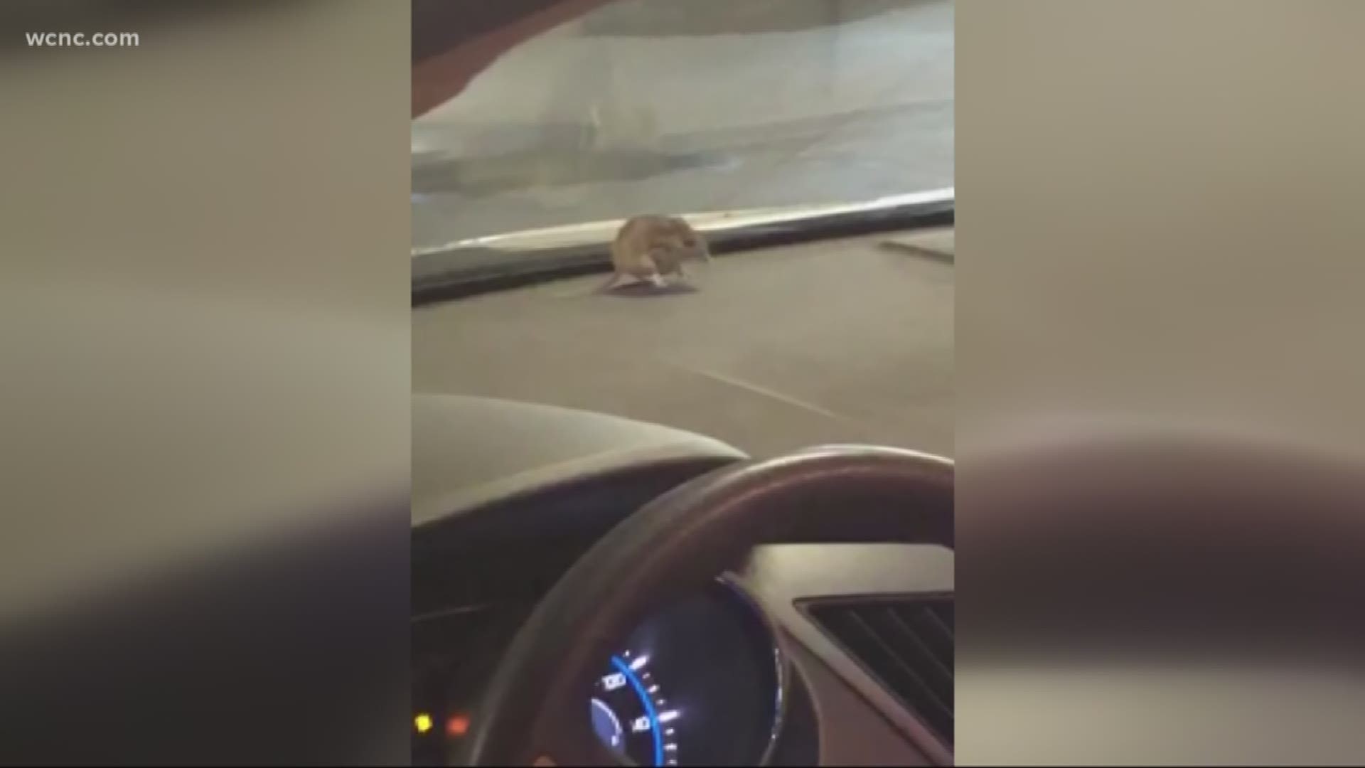 Keeping pests and animals out of your car