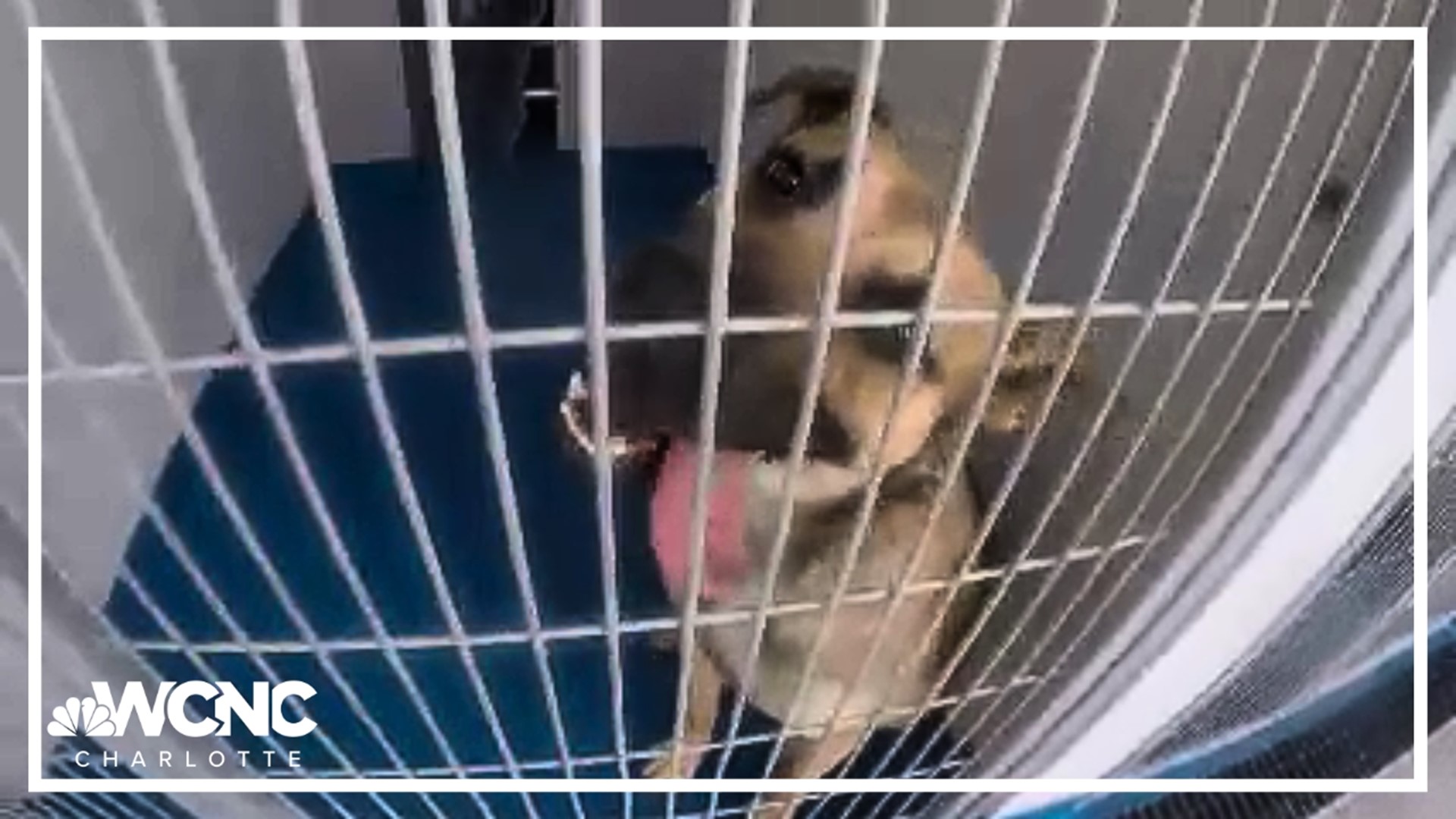 WCNC Charlotte's Larry Sprinkle visited the Lancaster County Animal Shelter. Give pets the chance to find their forever home by adopting or donating money