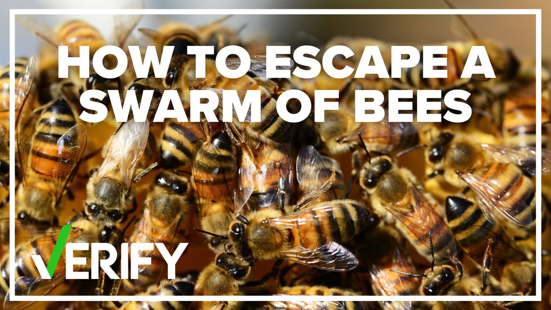If you’re being attacked by a swarm of bees, should you jump into a pool of water?