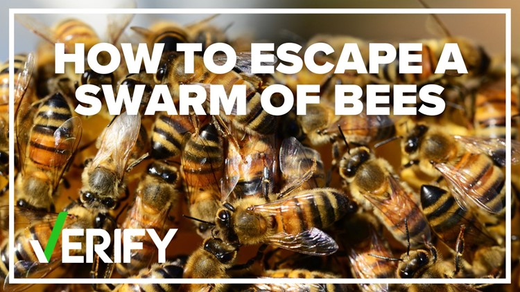 No, you can't escape a swarm of bees by jumping in water | Verify