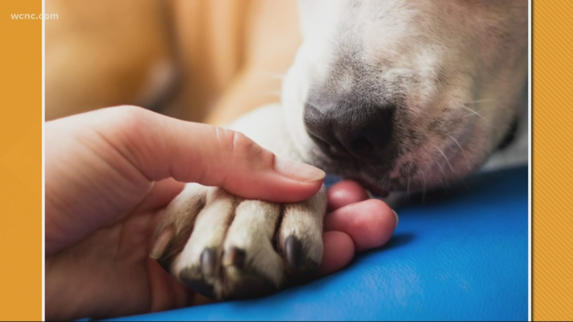 What your dog touching you with their paw means 