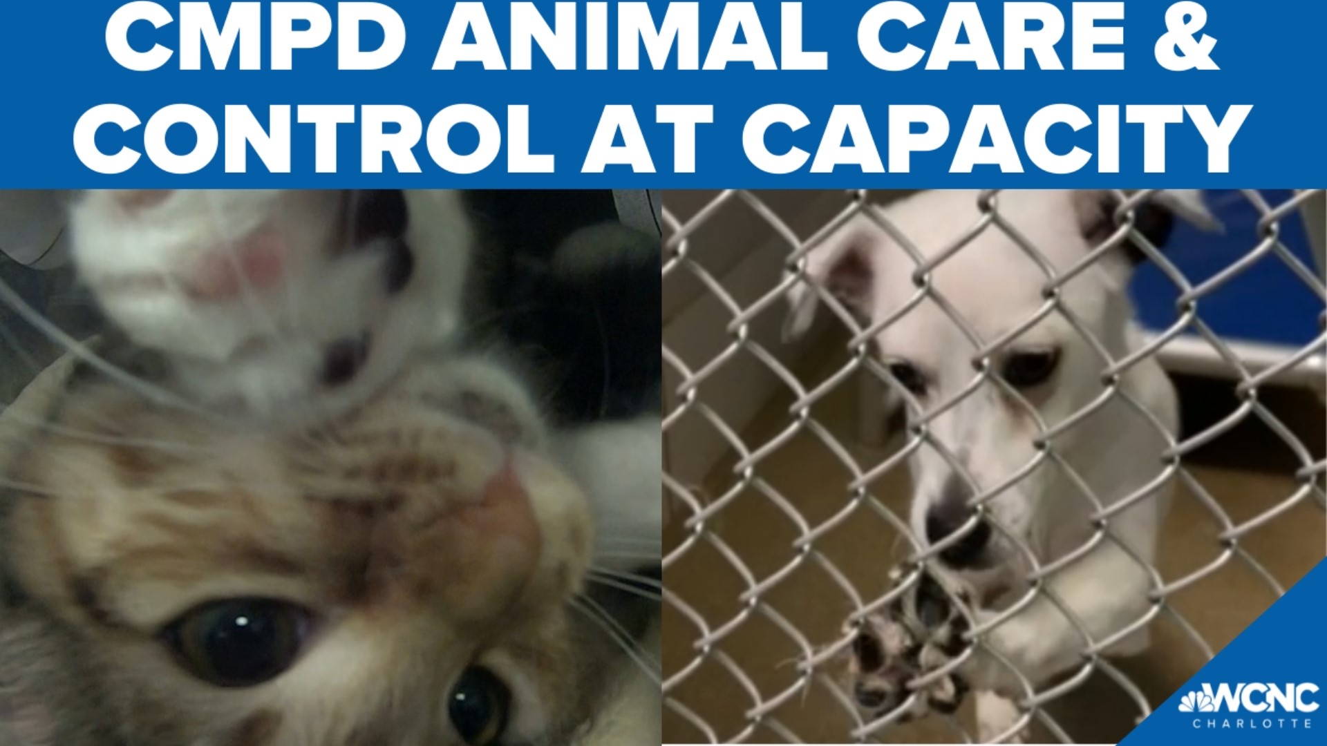 CMPD Animal Care and Control is at capacity: How you can help 