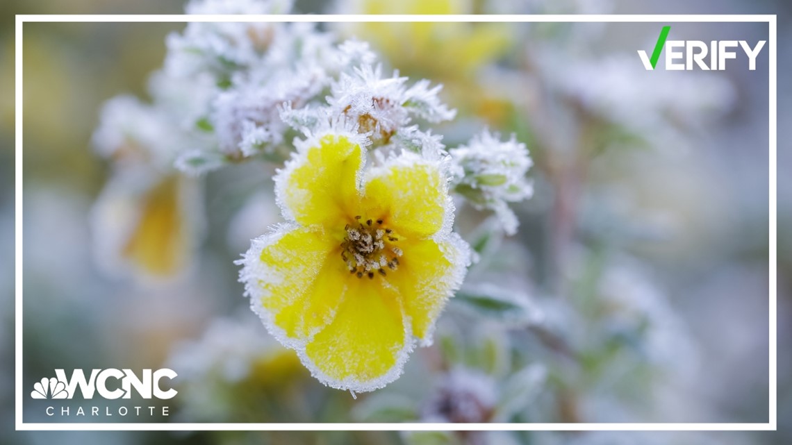 Verifying what to know about plant freezes