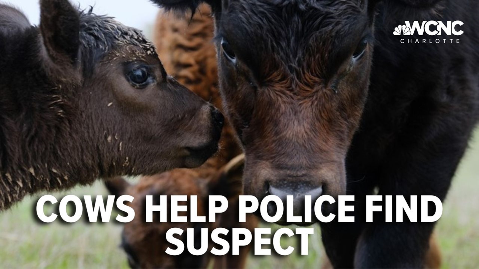 Some cows in Boone pulled off a moving performance this week. Police says the cows helped them find a suspect.