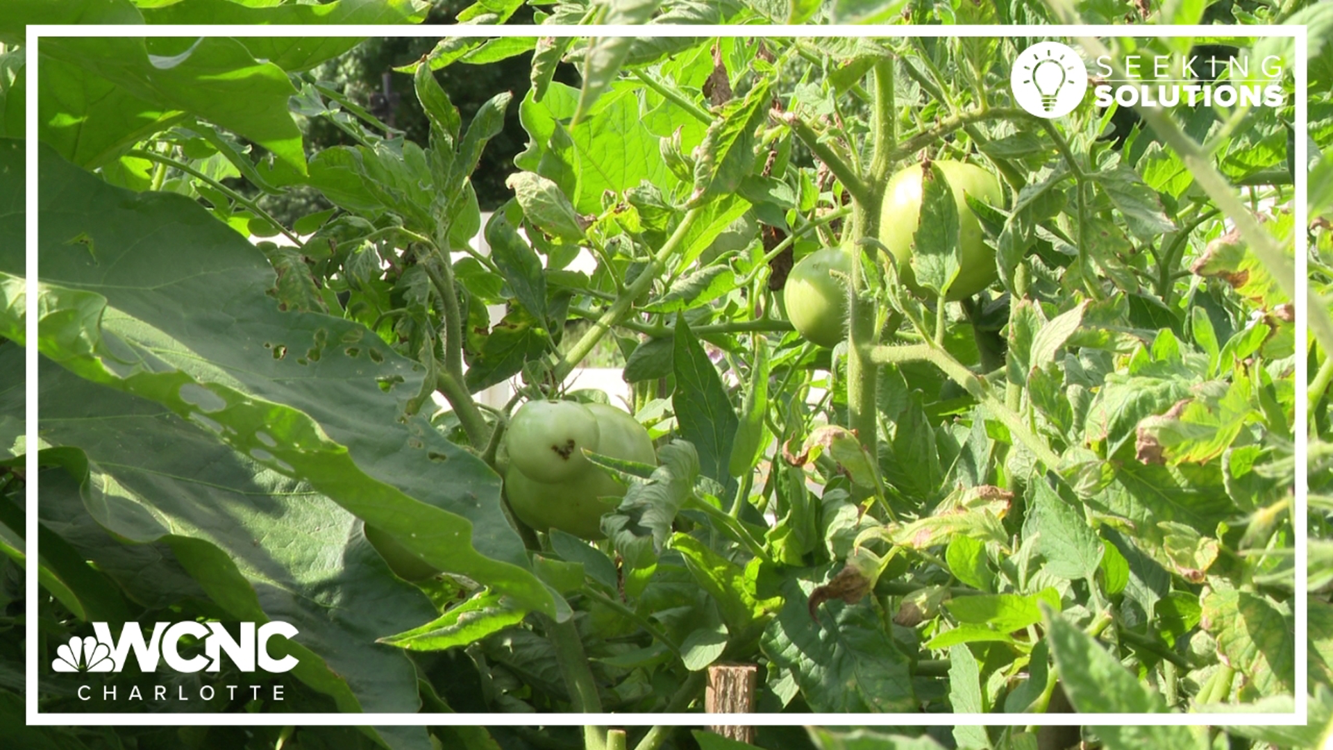 The Park Church is seeking solutions to help a Charlotte community get access to fresh, healthy food.