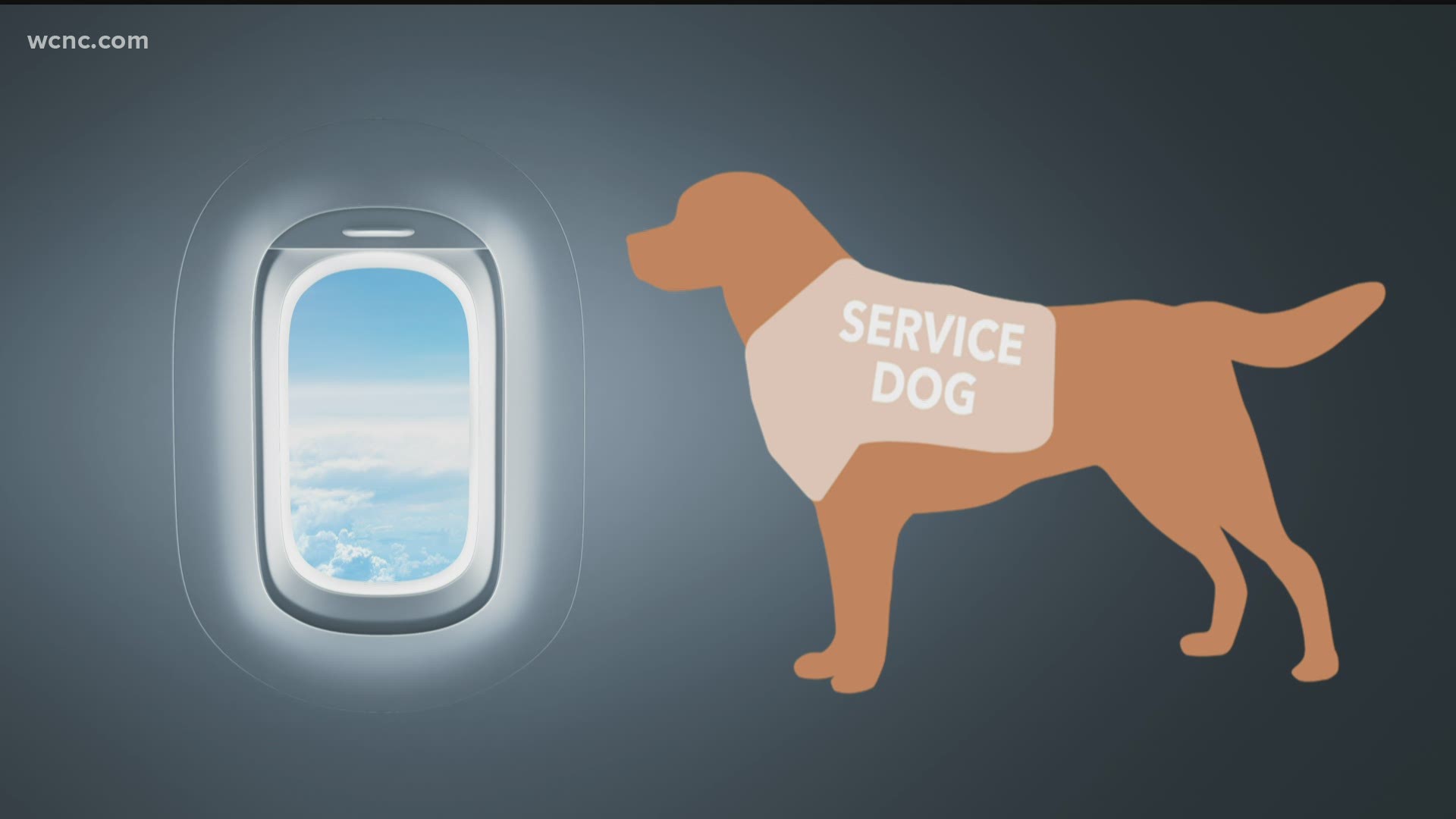 The Department of Transportation will only allow trained dogs inside the main cabin of planes.