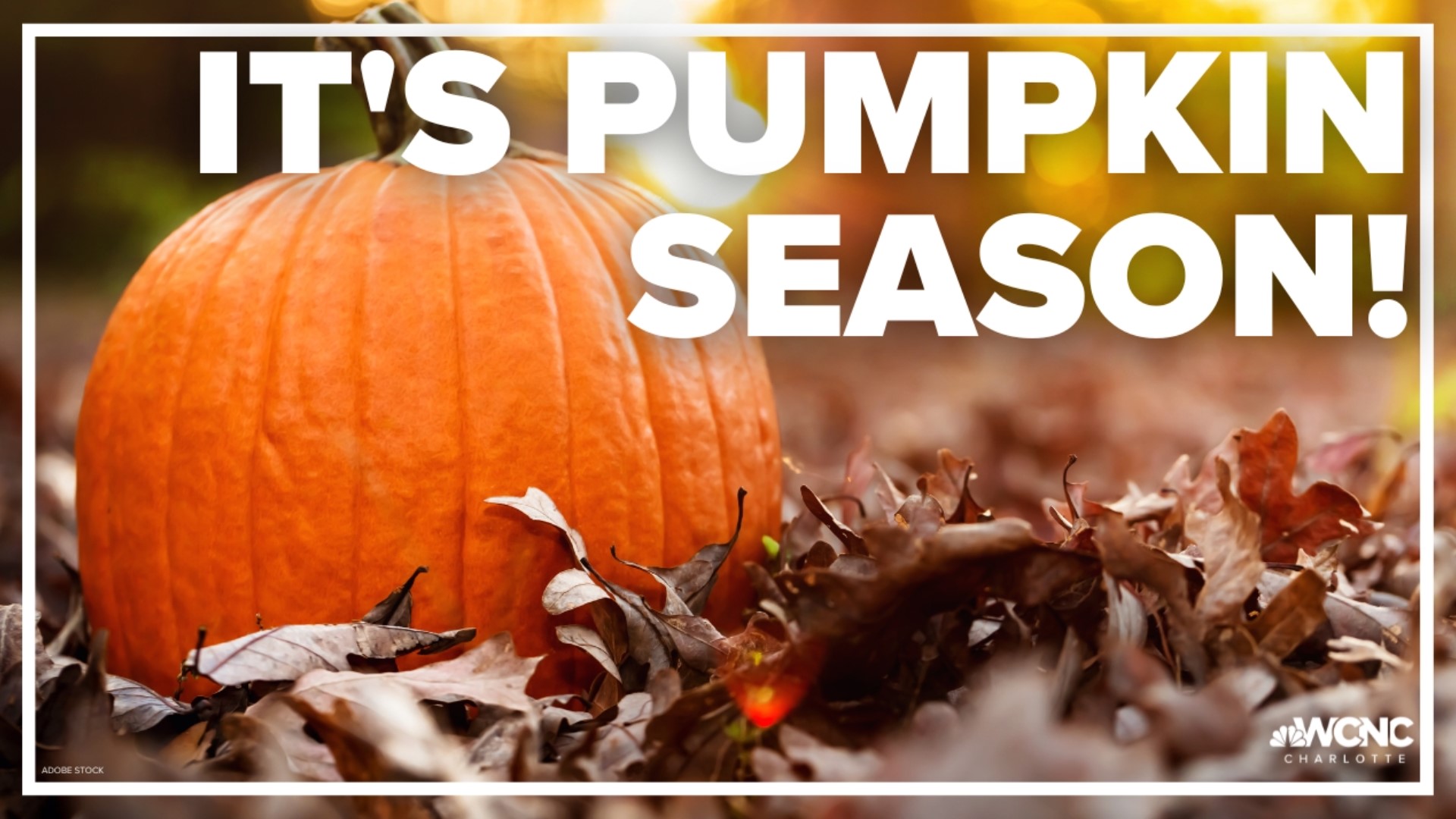 Thanks to the recent weather, you may have an easier time finding a jack-o-lantern.