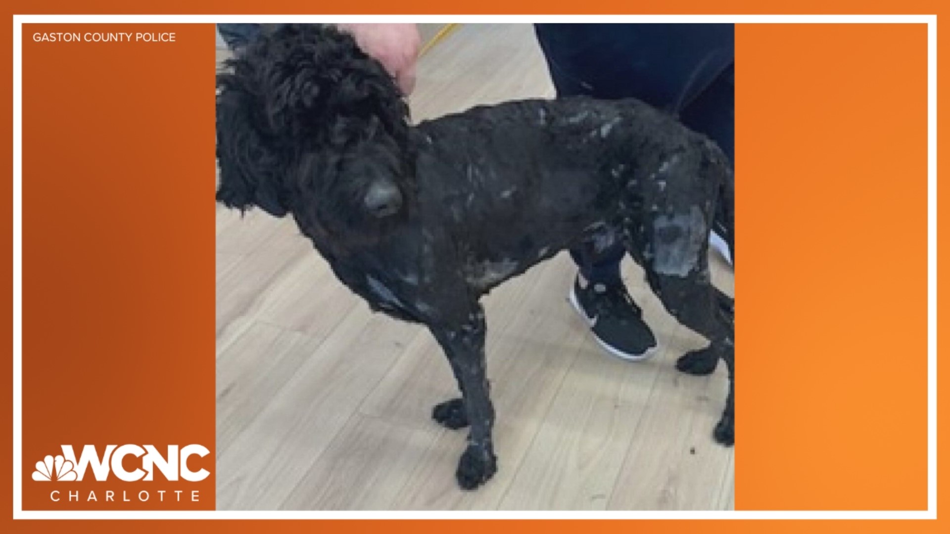 gaston-county-animal-cruelty-investigation-underway-wcnc