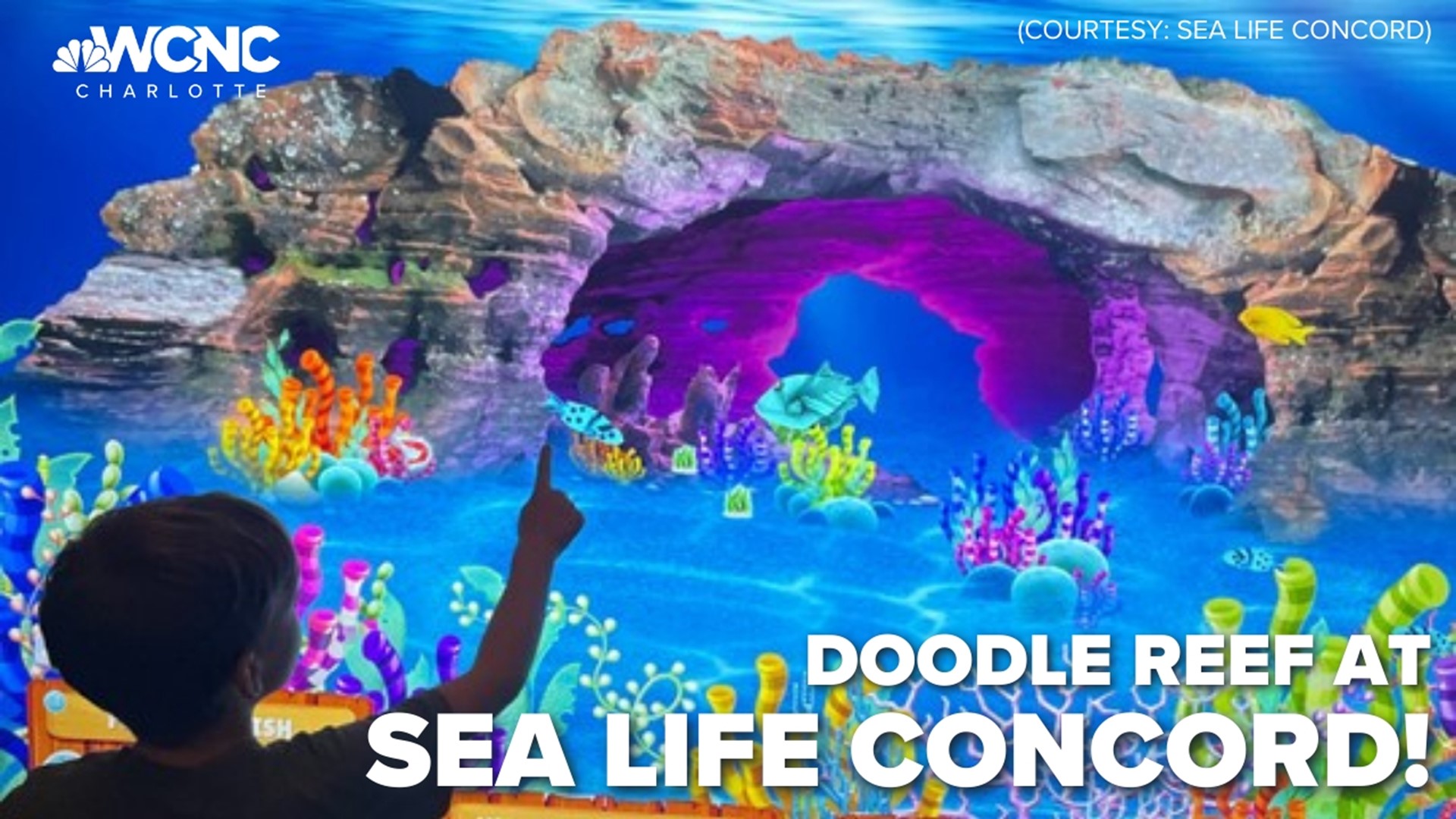 The display, which is included in regular admission, will be at SEA LIFE Charlotte-Concord in Concord Mills throughout the year.