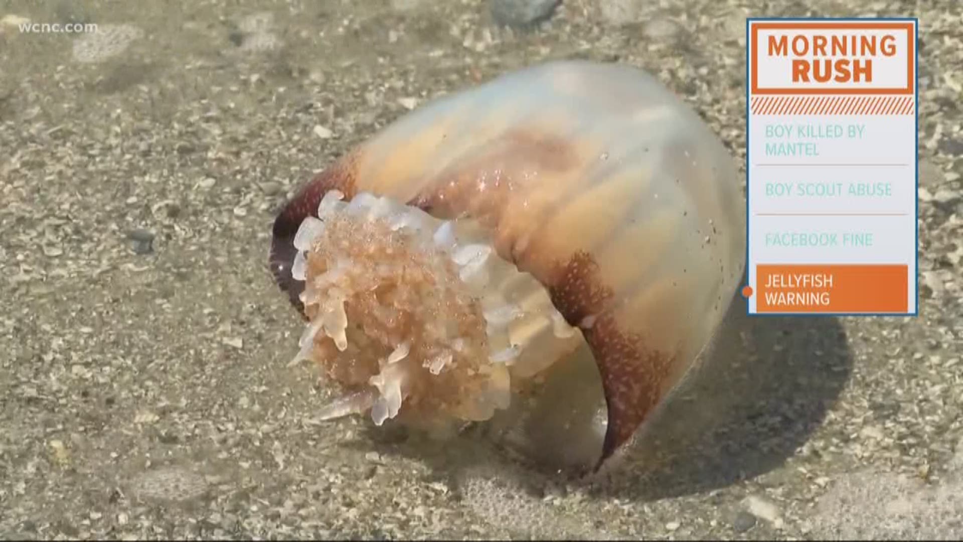 Watch your step! More and more jellyfish are washing up on the Carolina coastline.