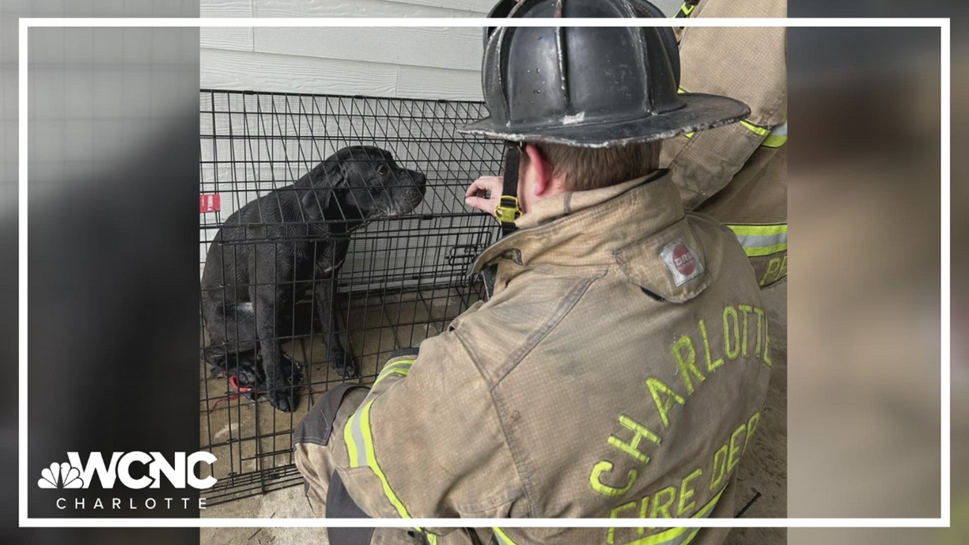 Two dogs are back safe with their family after being rescued from an apartment fire.