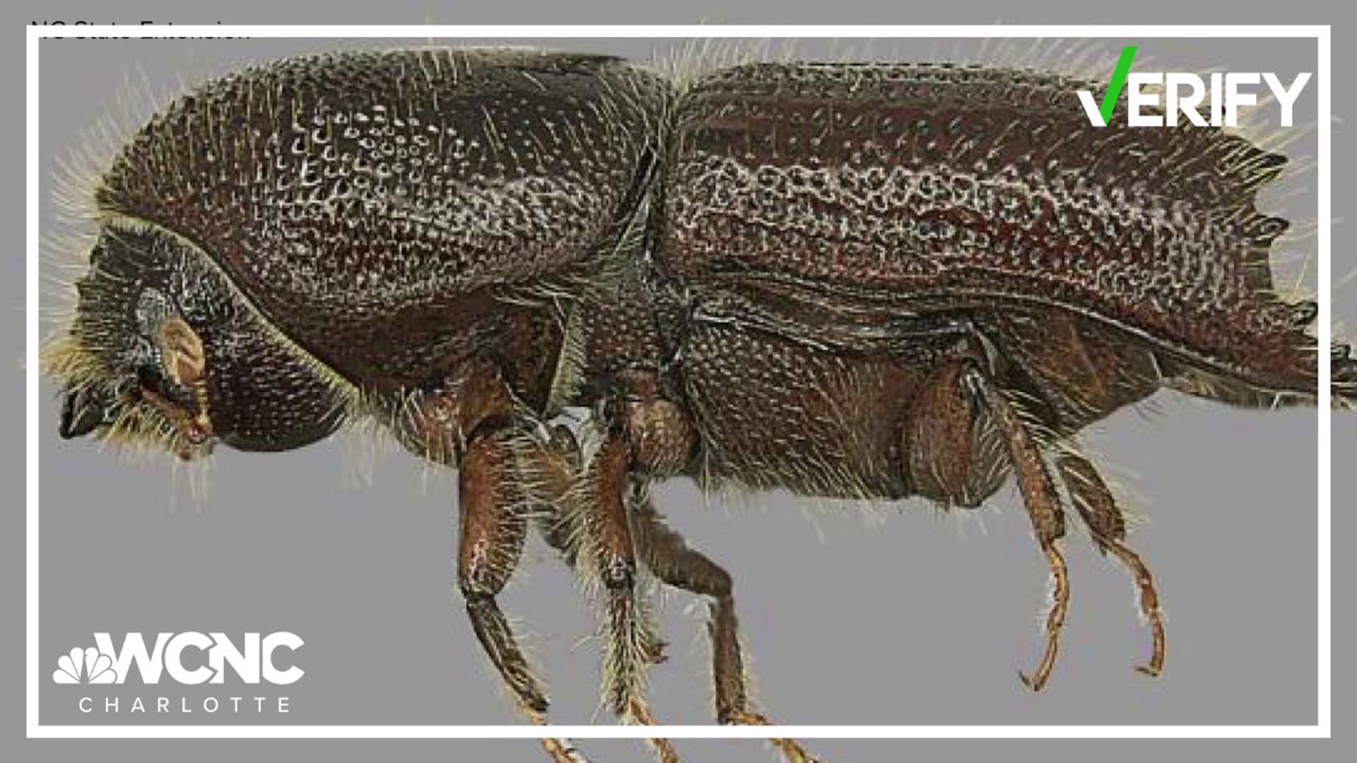 Ips beetles in North Carolina are damaging pine trees, with infestations often fatal within weeks.