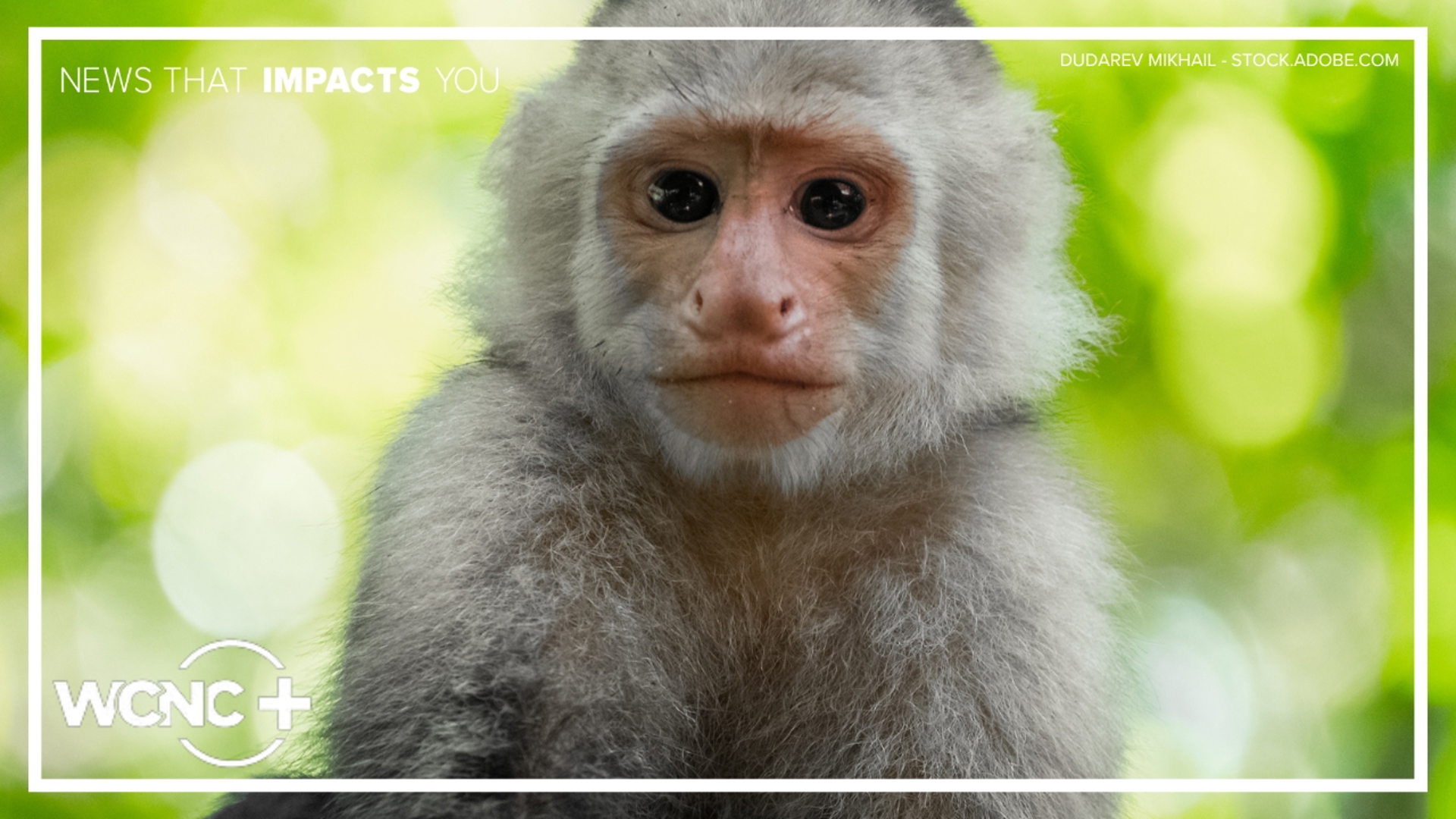 Capuchin monkey that escaped Troutman Zoo hit by car, officials say