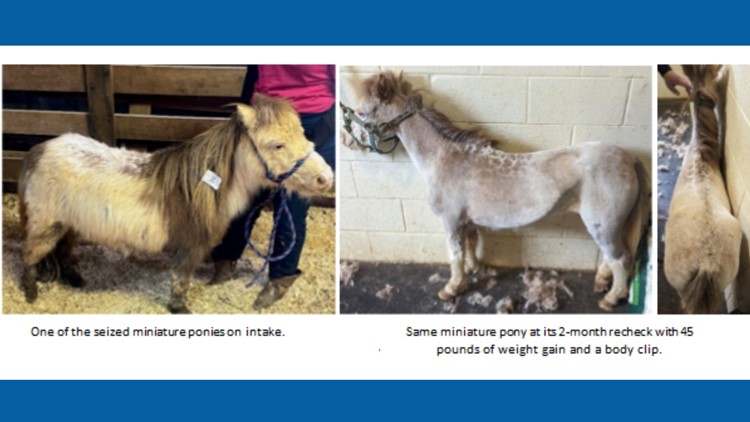 49 miniature horses seized in Burke County are now in foster homes