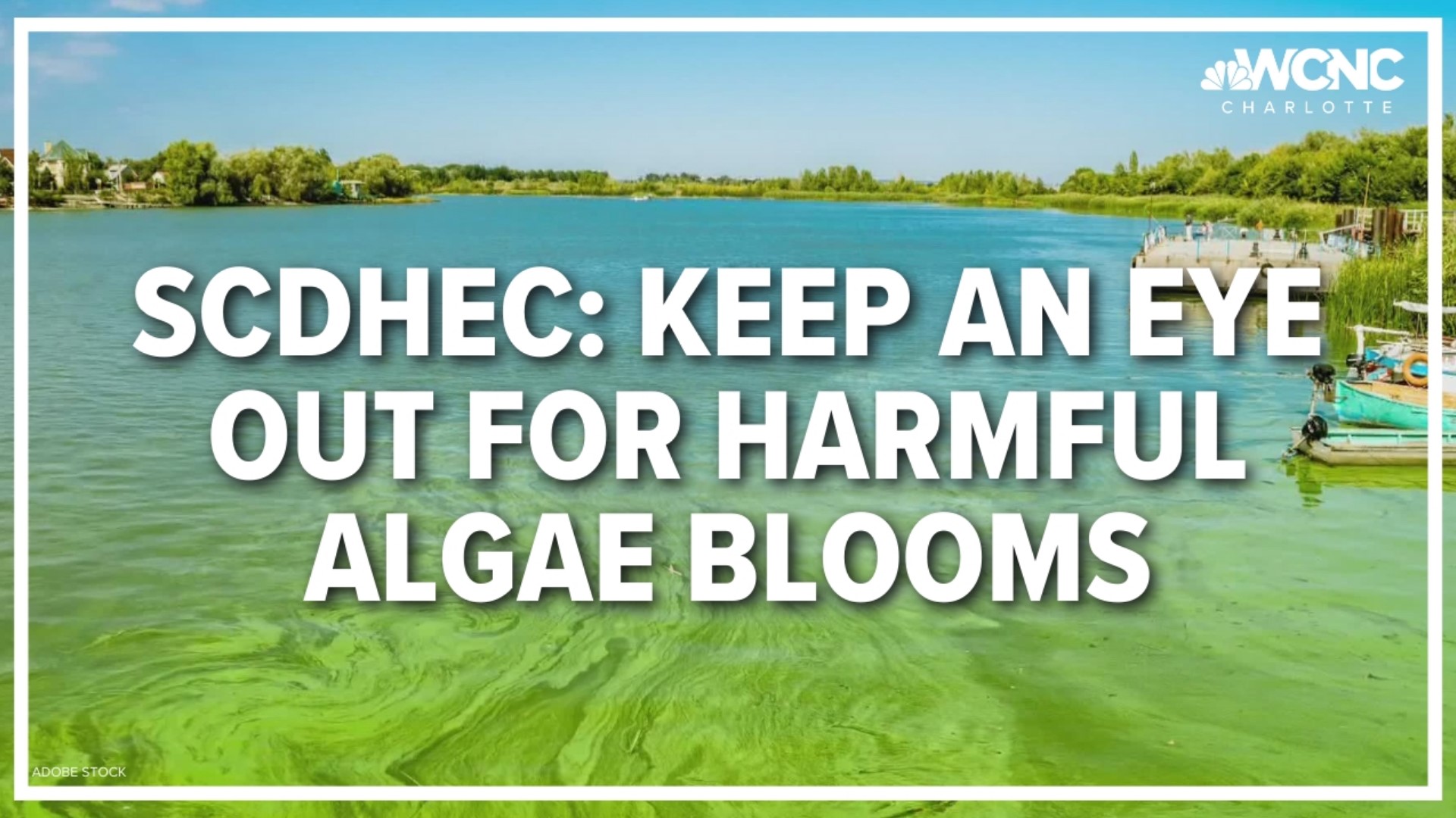 Harmful blooms can be in the surface of natural, untreated rivers and lakes. They happen when algae and bacteria overgrow, and can be associated with foam and scum.