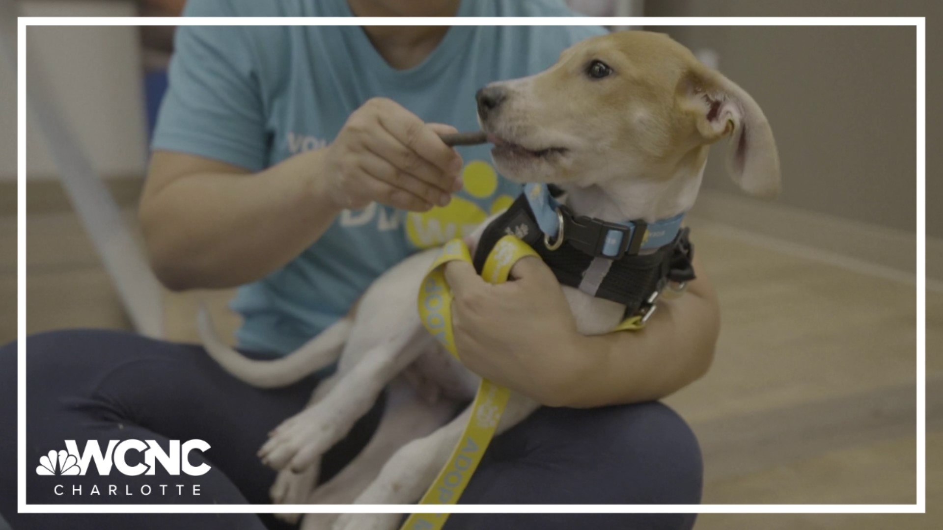 The Clear the Shelters campaign reached a big milestone as there have been more than 1 million pet adoptions nationwide since the initiative began back in 2015.