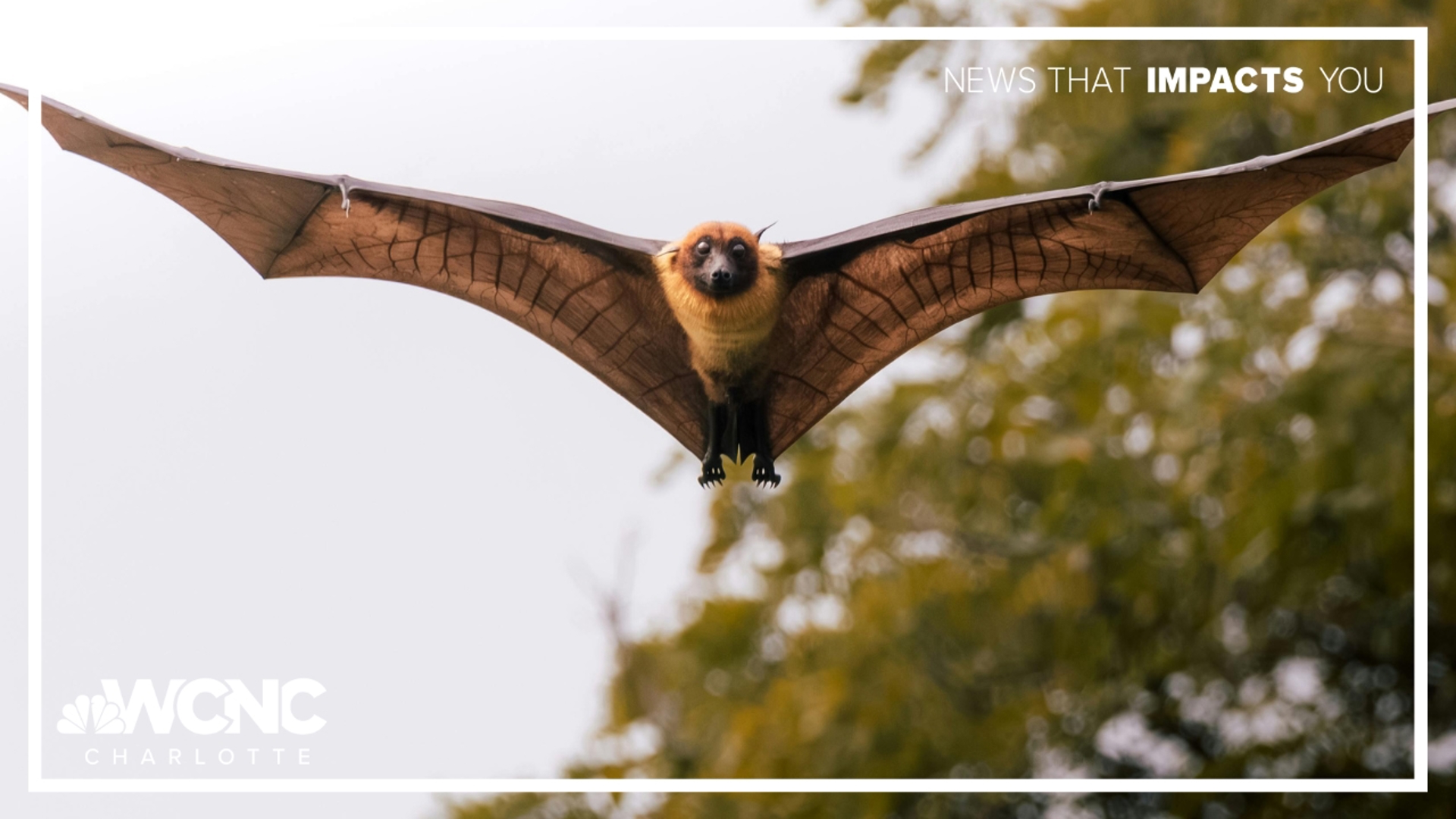 First rabies case of 2025 reported in Stanly County, N.C. | Local ...