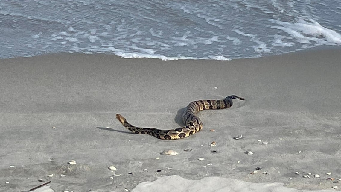 Snakes in Myrtle Beach, SC: A Comprehensive Guide for Travelers