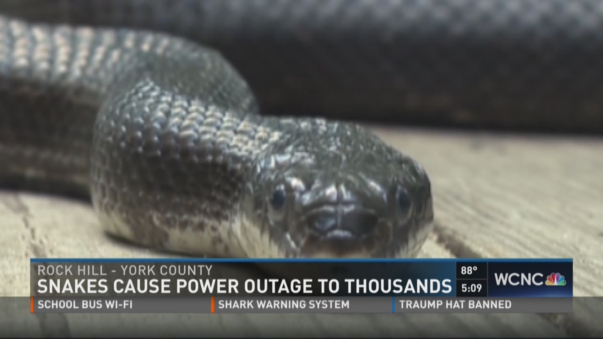 Terrifying moment huge black snake slithers its way up through