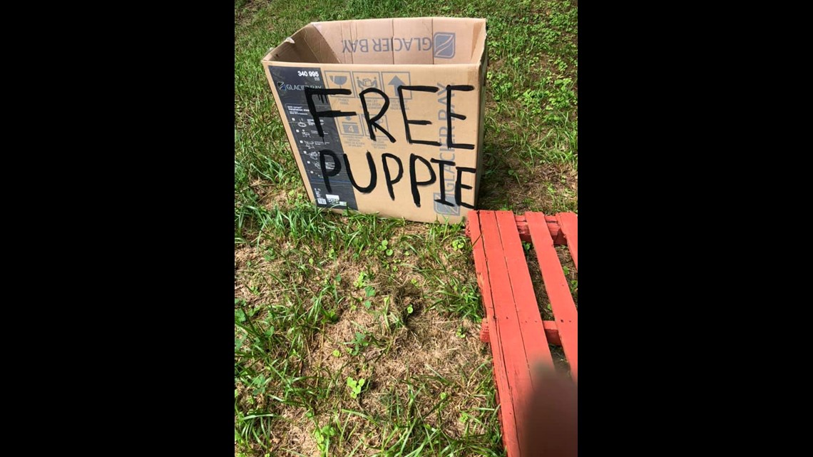 Free deals dog box