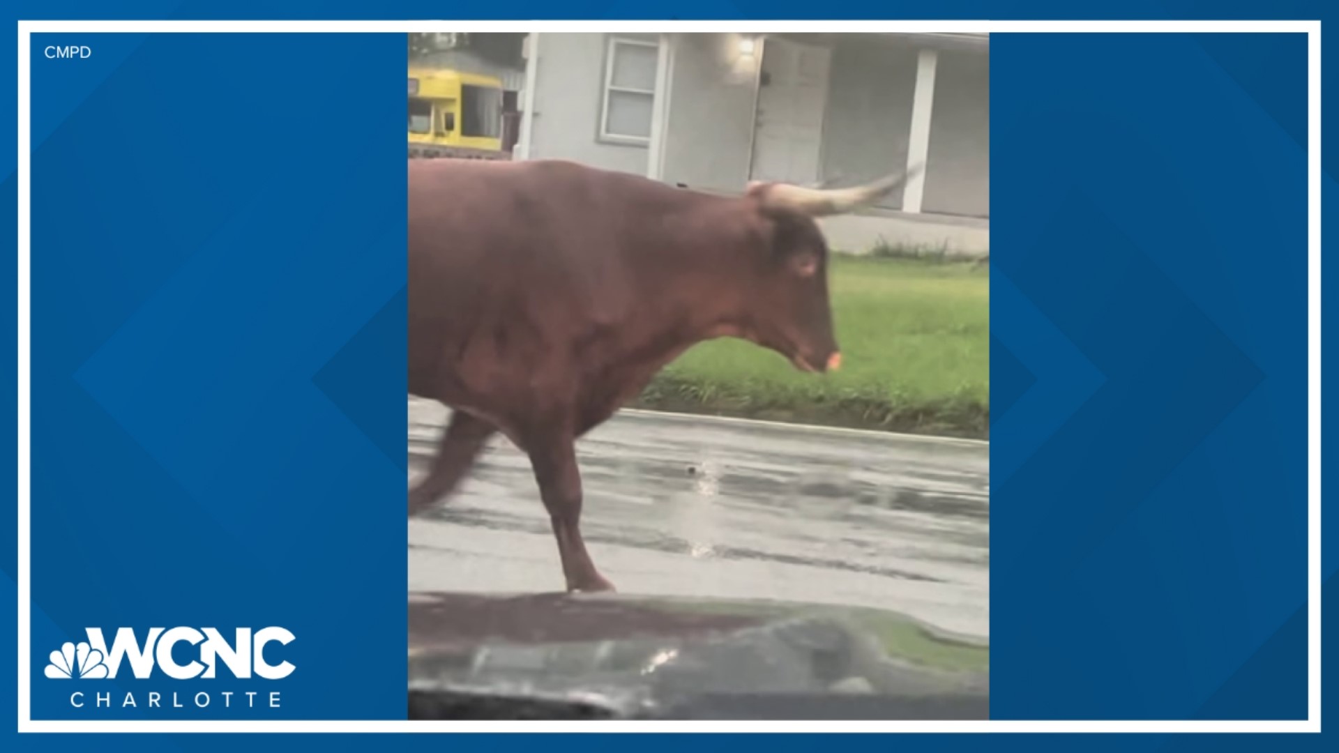 Bull at outlet petco