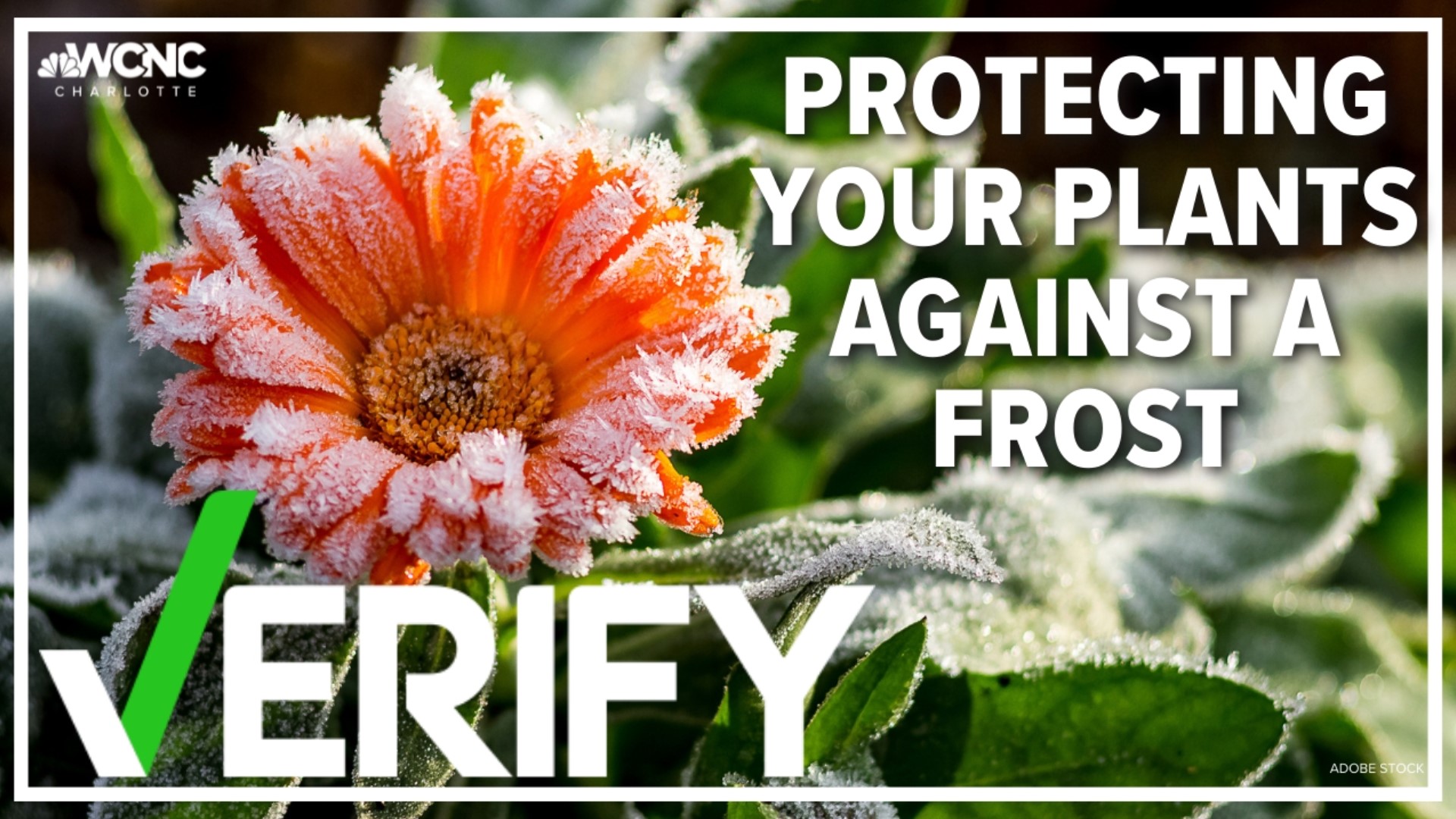 How does frost form and what to do to protect your plants