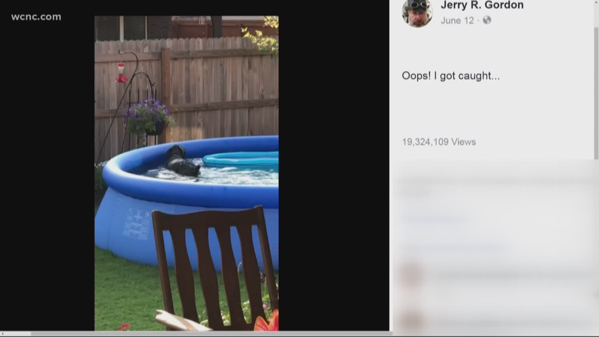 A dog named Baxter is going viral after his summer swim got caught by his owner.