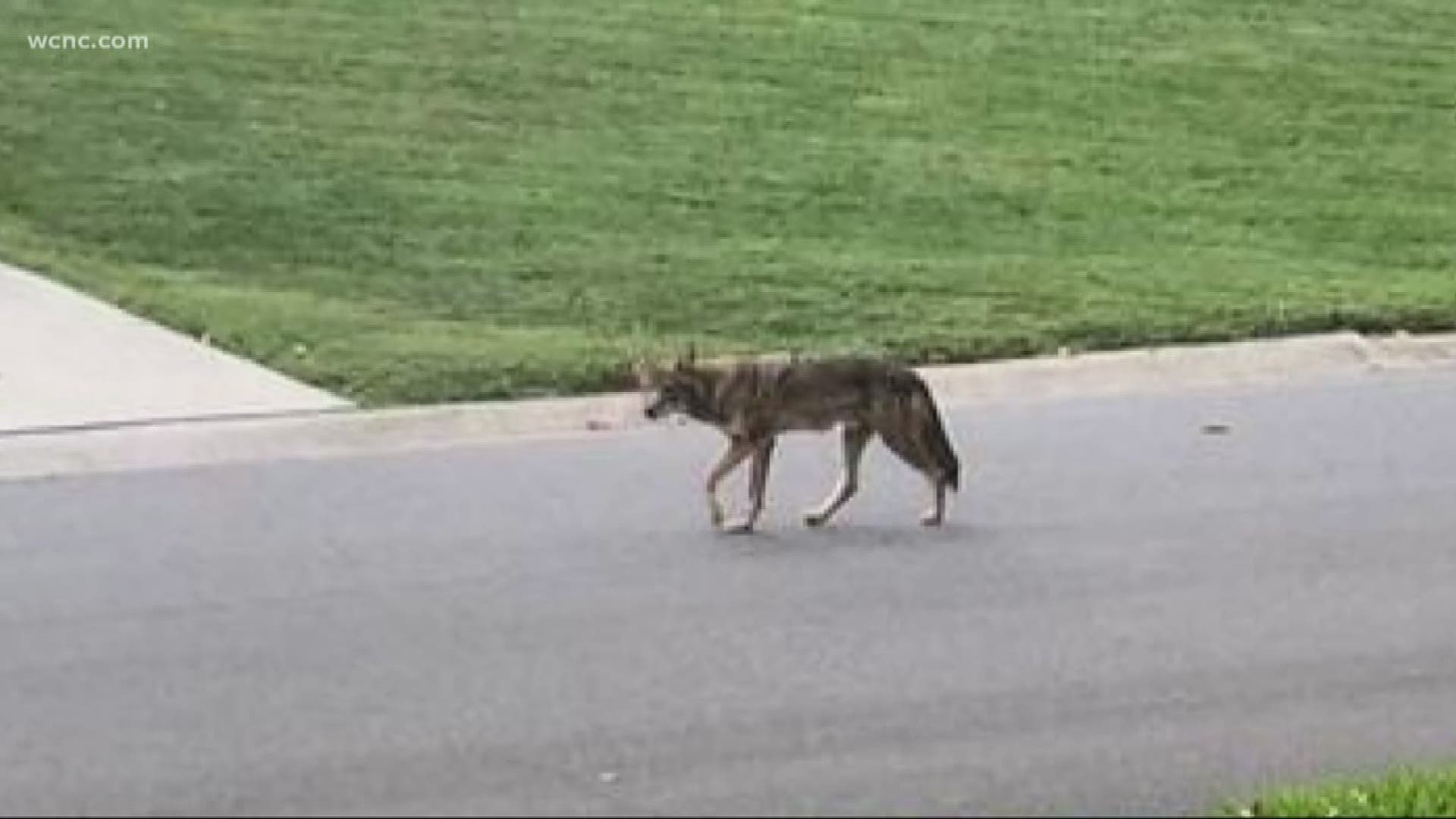 Chris Matthews, division director for Mecklenburg County Park and Rec, said coyotes are a fairly common sighting in the Charlotte area, and there’s no reason to believe the population may be growing.