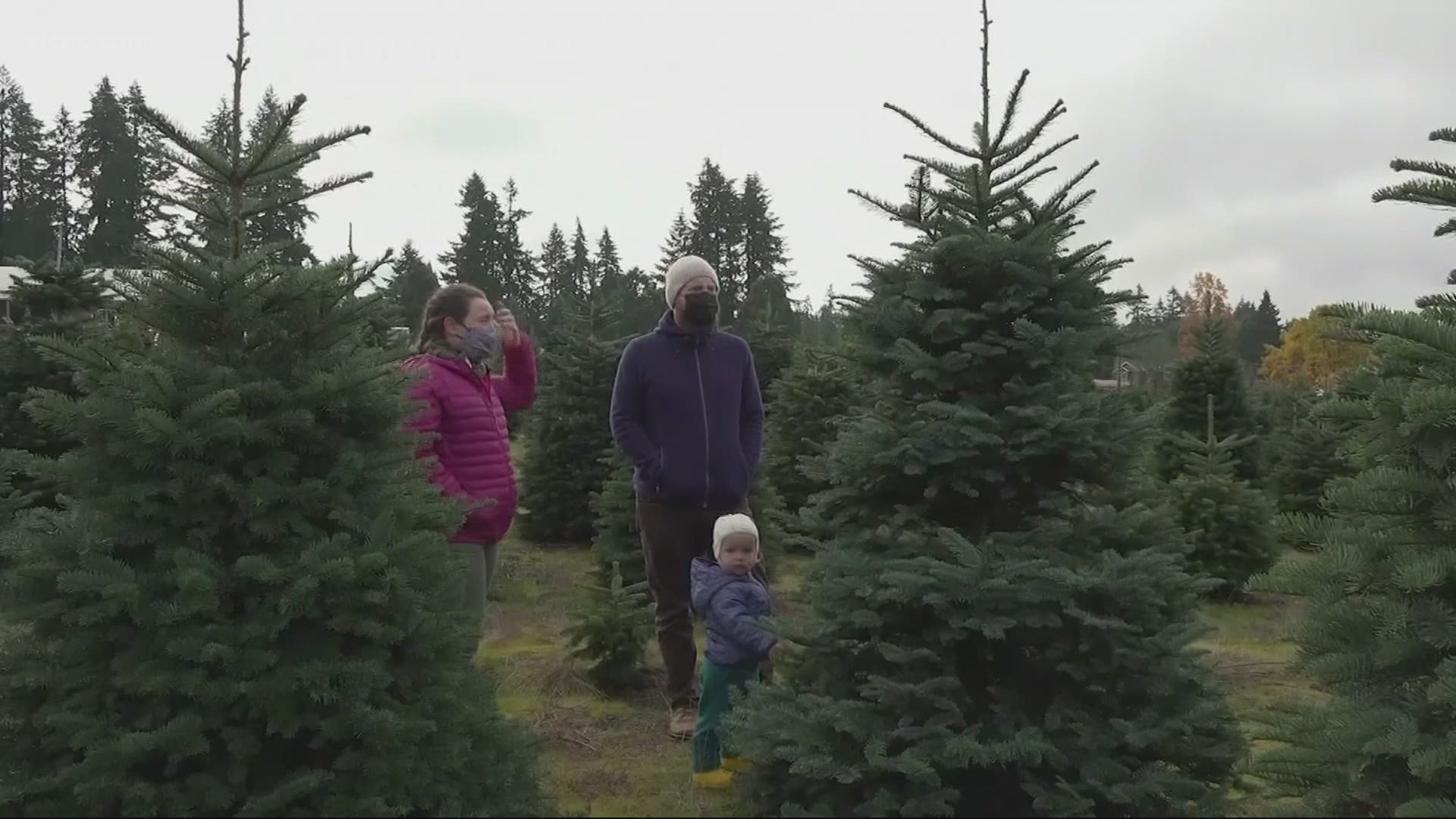 With Thanksgiving now behind us, many are turning their sights toward Christmas. It's good news for North Carolina, one of the top tree exporting states nationwide.